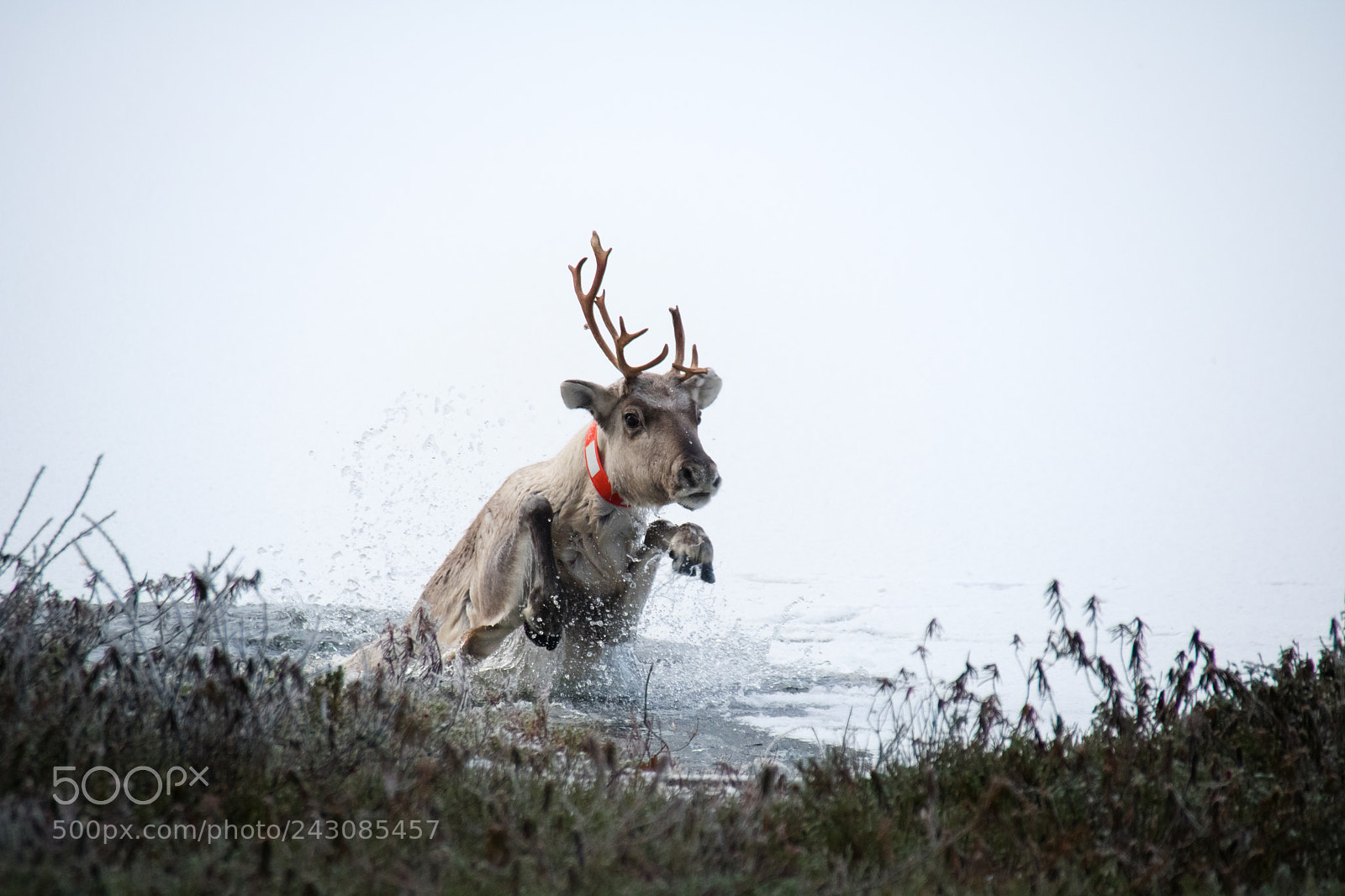Canon EOS 760D (EOS Rebel T6s / EOS 8000D) sample photo. Reindeer in a trouble. photography
