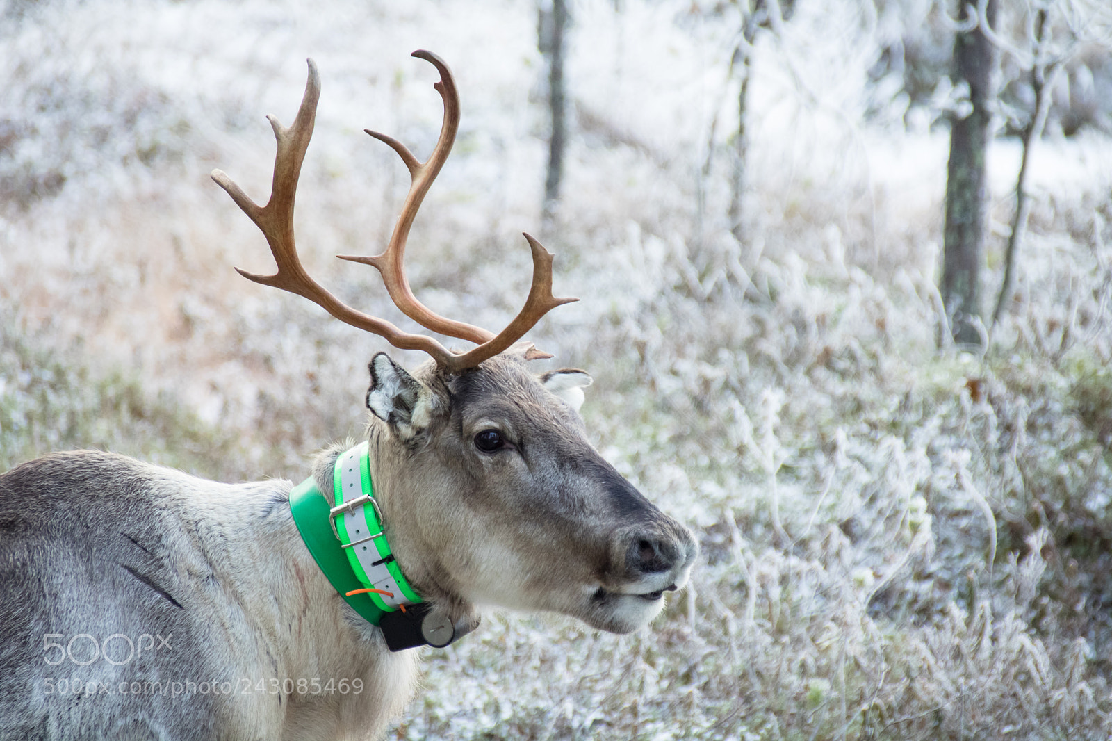 Canon EOS 760D (EOS Rebel T6s / EOS 8000D) sample photo. Reindeer portrait. photography