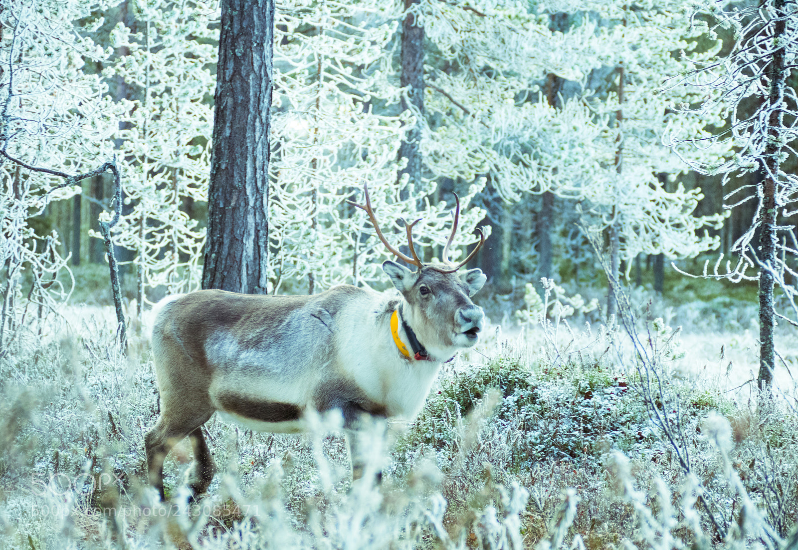 Canon EOS 760D (EOS Rebel T6s / EOS 8000D) sample photo. Reindeer and frost. photography