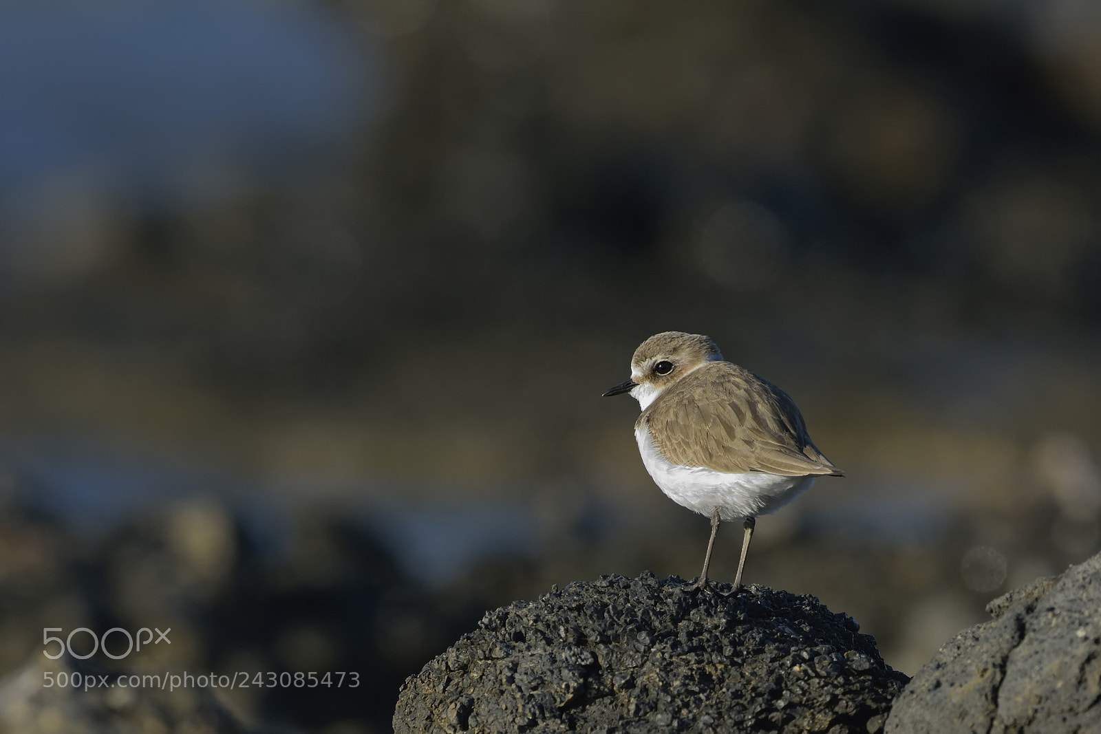 Nikon D7100 sample photo. Kentish plover photography