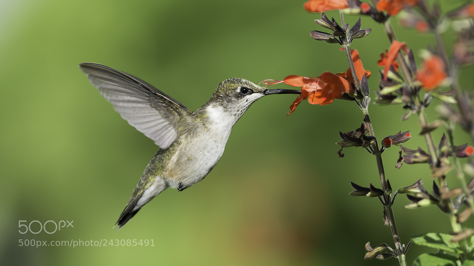 Nikon D7100 sample photo. Feeding in the red photography