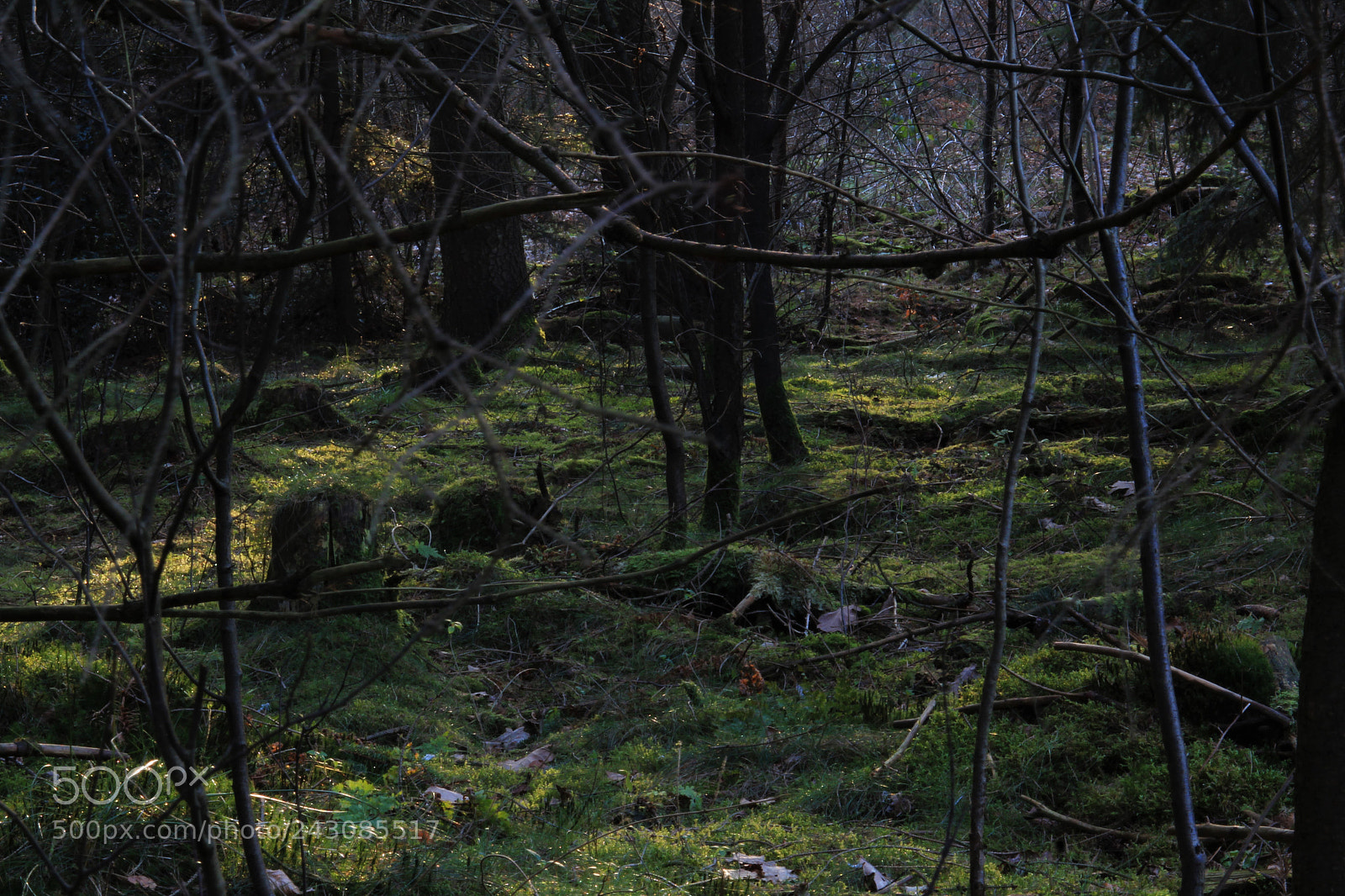 Canon EOS 1300D (EOS Rebel T6 / EOS Kiss X80) sample photo. Forest . . photography
