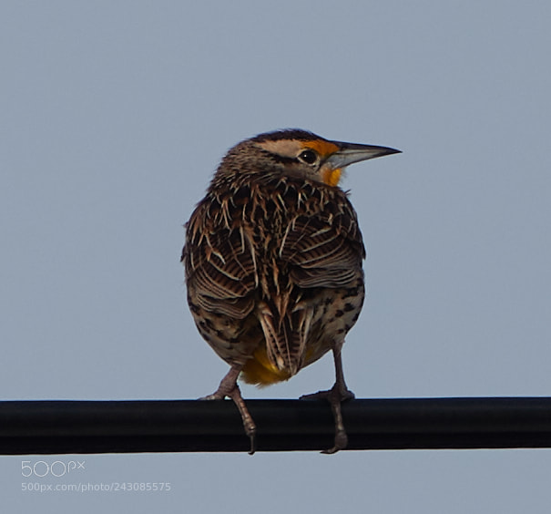 Canon EOS-1D X Mark II sample photo. 01-19-18-9999_85.jpg photography