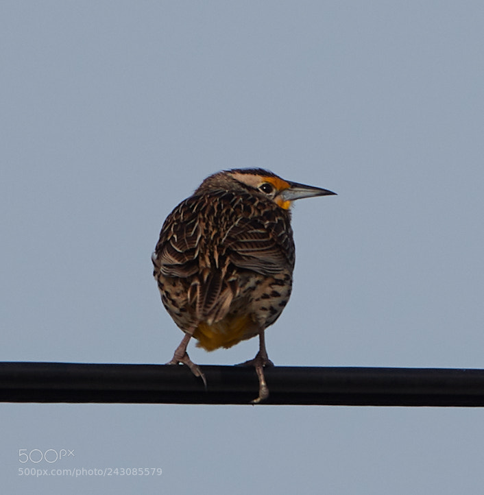 Canon EOS-1D X Mark II sample photo. 01-19-18-9999_87.jpg photography