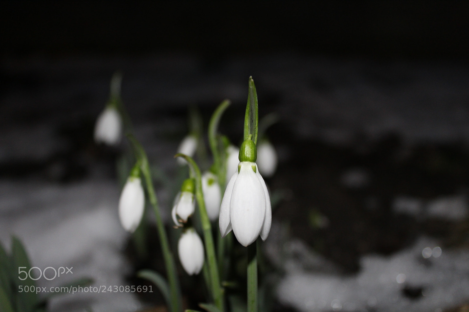 Canon EF-S 18-55mm F3.5-5.6 III sample photo. Img photography