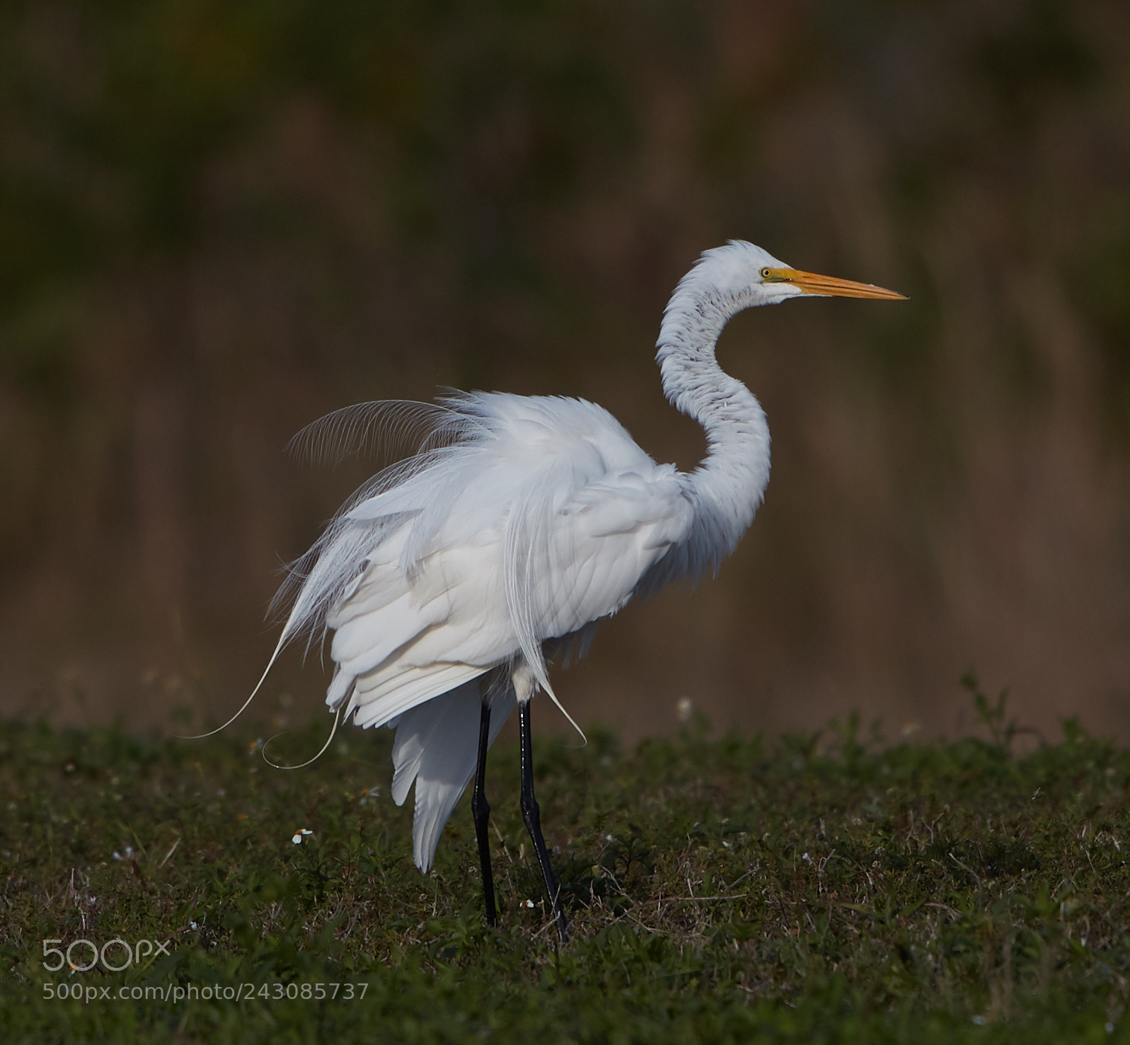 Canon EOS-1D X Mark II sample photo. 01-19-18-9999_134.jpg photography