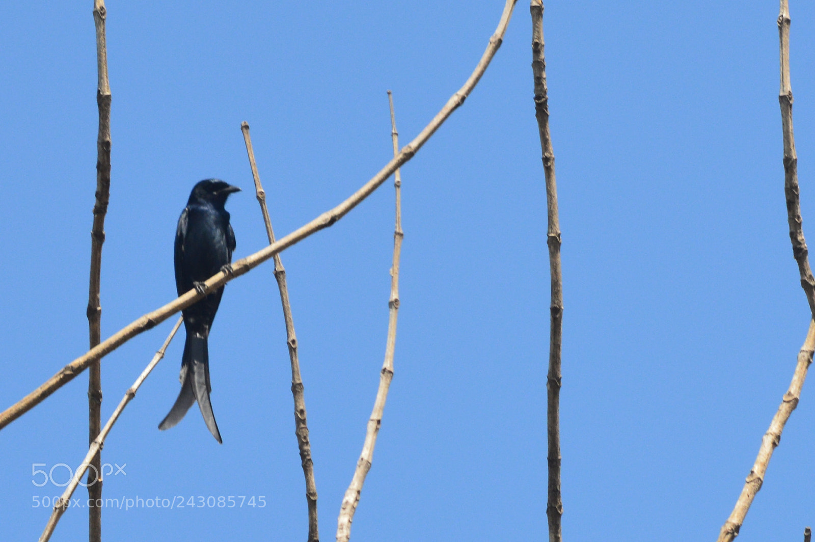 Nikon D3200 sample photo. Watchful eye photography