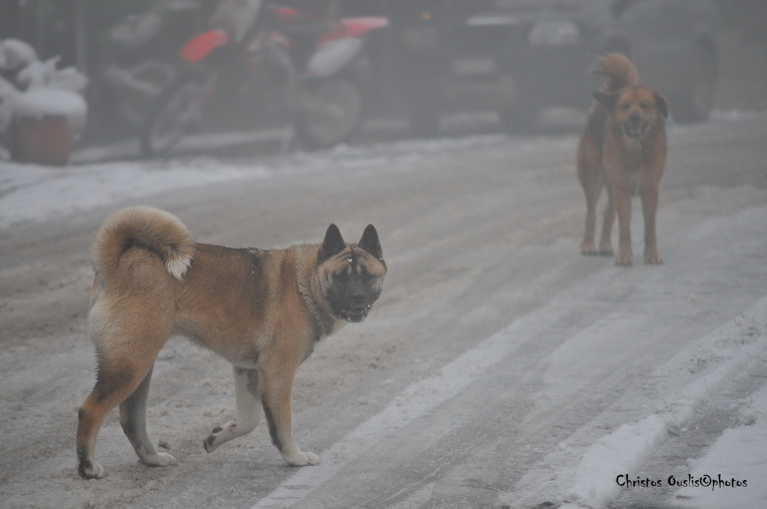 Sigma 50-150mm F2.8 EX APO DC HSM II sample photo. Hello doggy ! photography