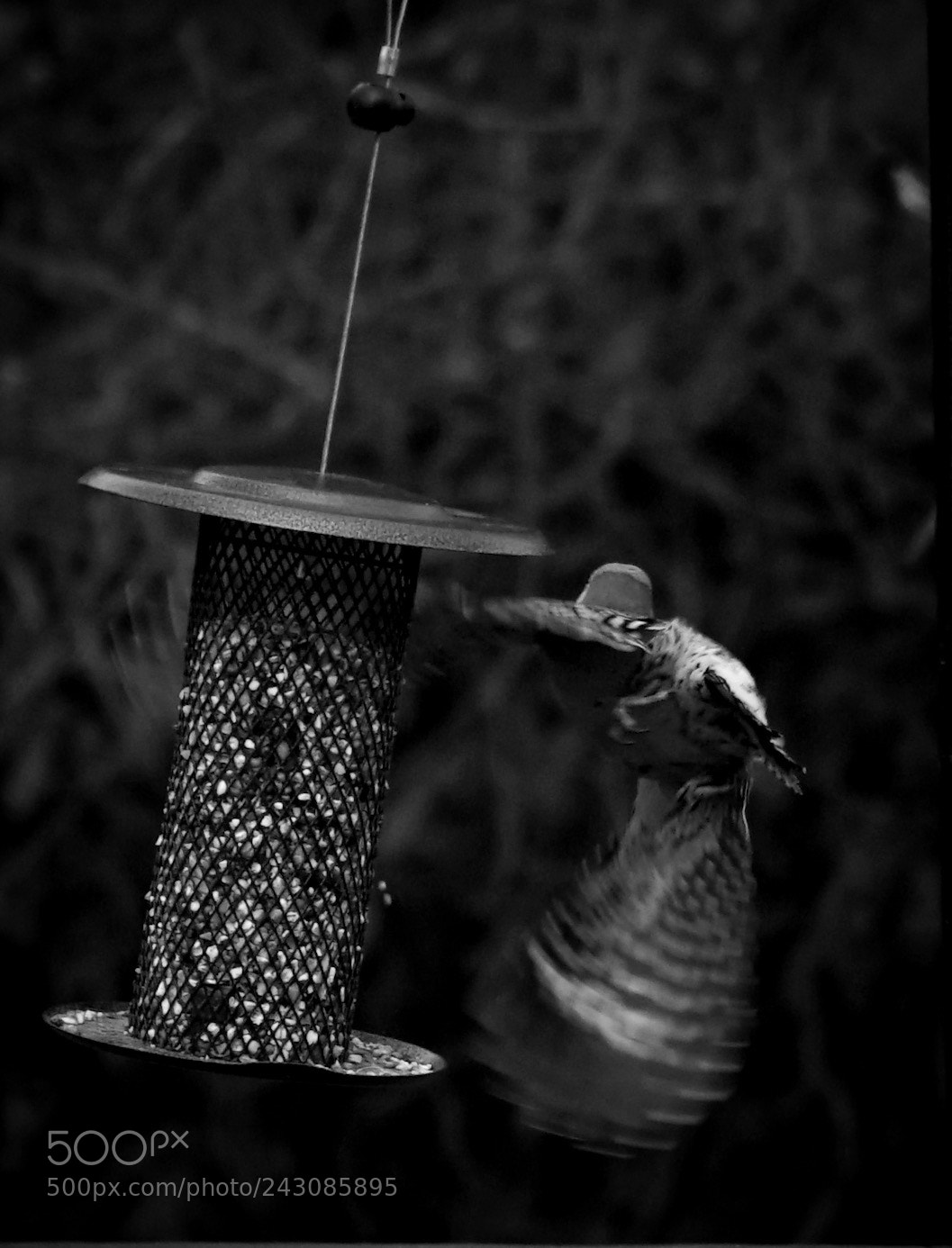 Sony a6300 sample photo. Bird taking off from photography