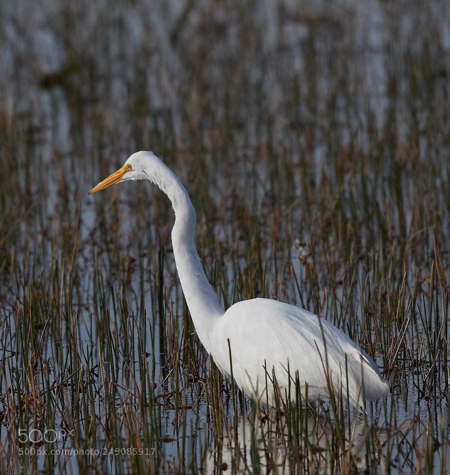 Canon EOS-1D X Mark II sample photo. 01-19-18-9999_167.jpg photography