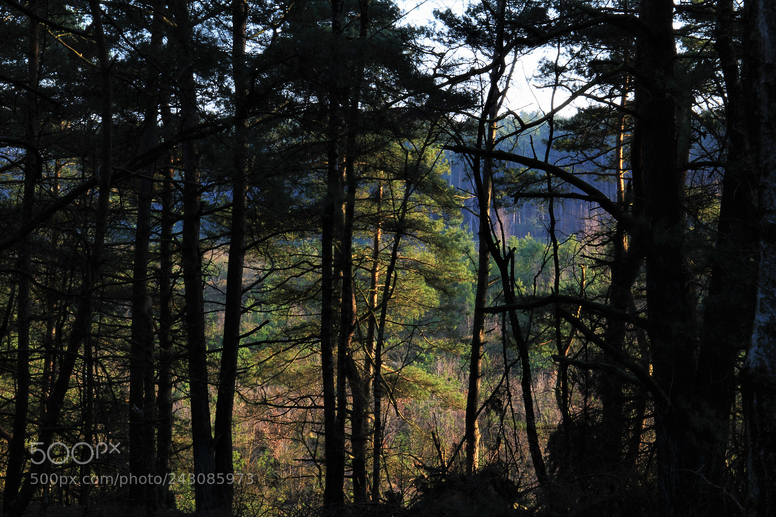 Canon EOS 1300D (EOS Rebel T6 / EOS Kiss X80) sample photo. Landscape forest in near photography