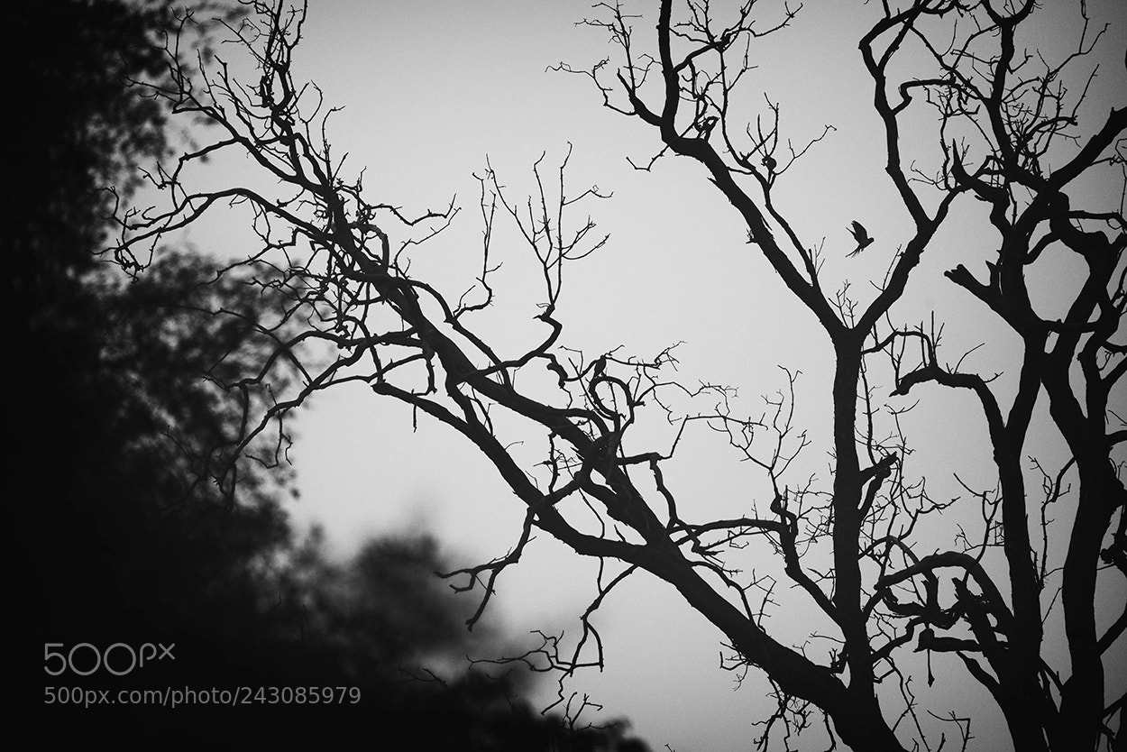 Nikon D800E sample photo. Shift photography