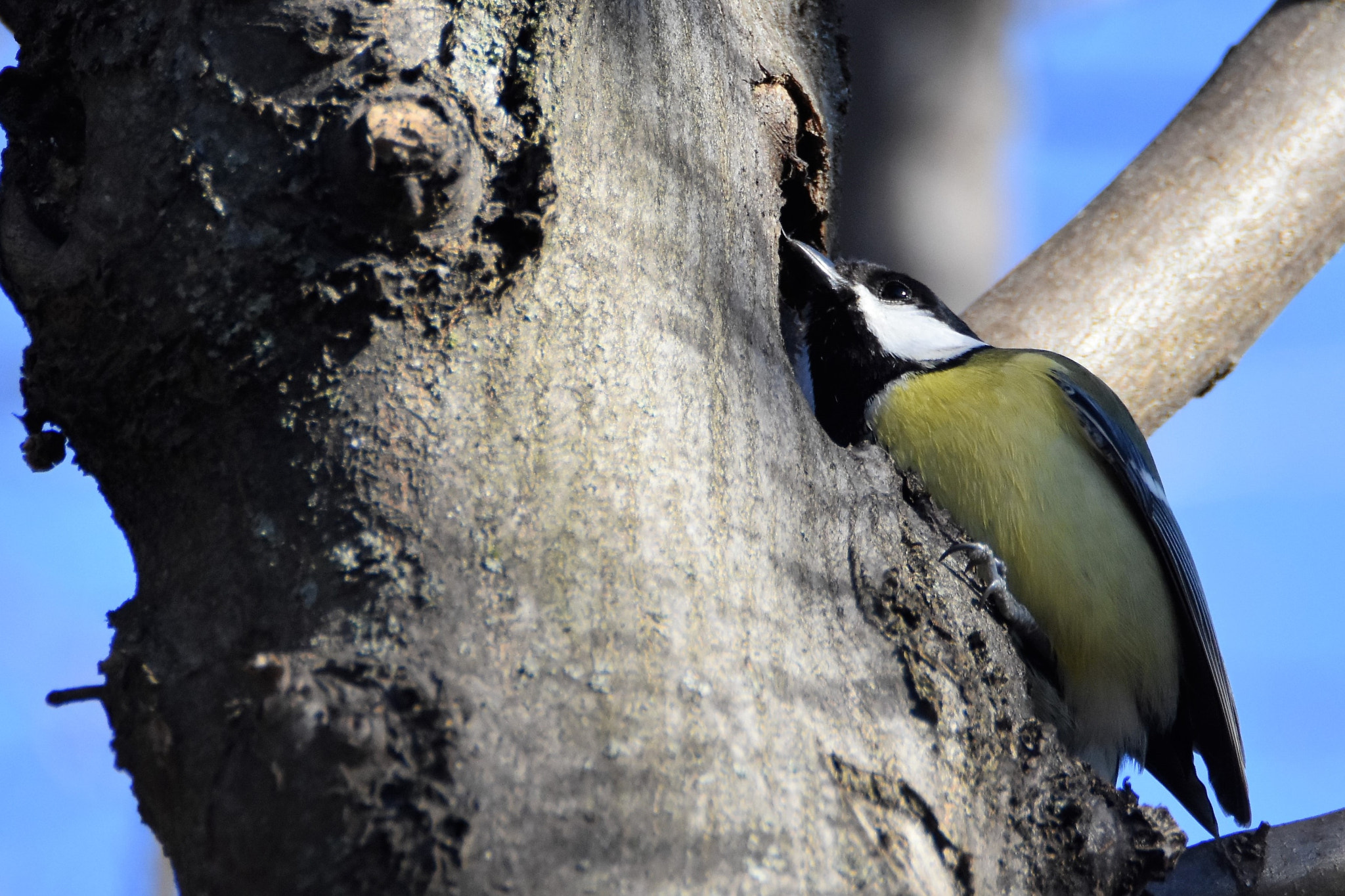 Nikon D7200 sample photo. Came here bloody bug!!! photography