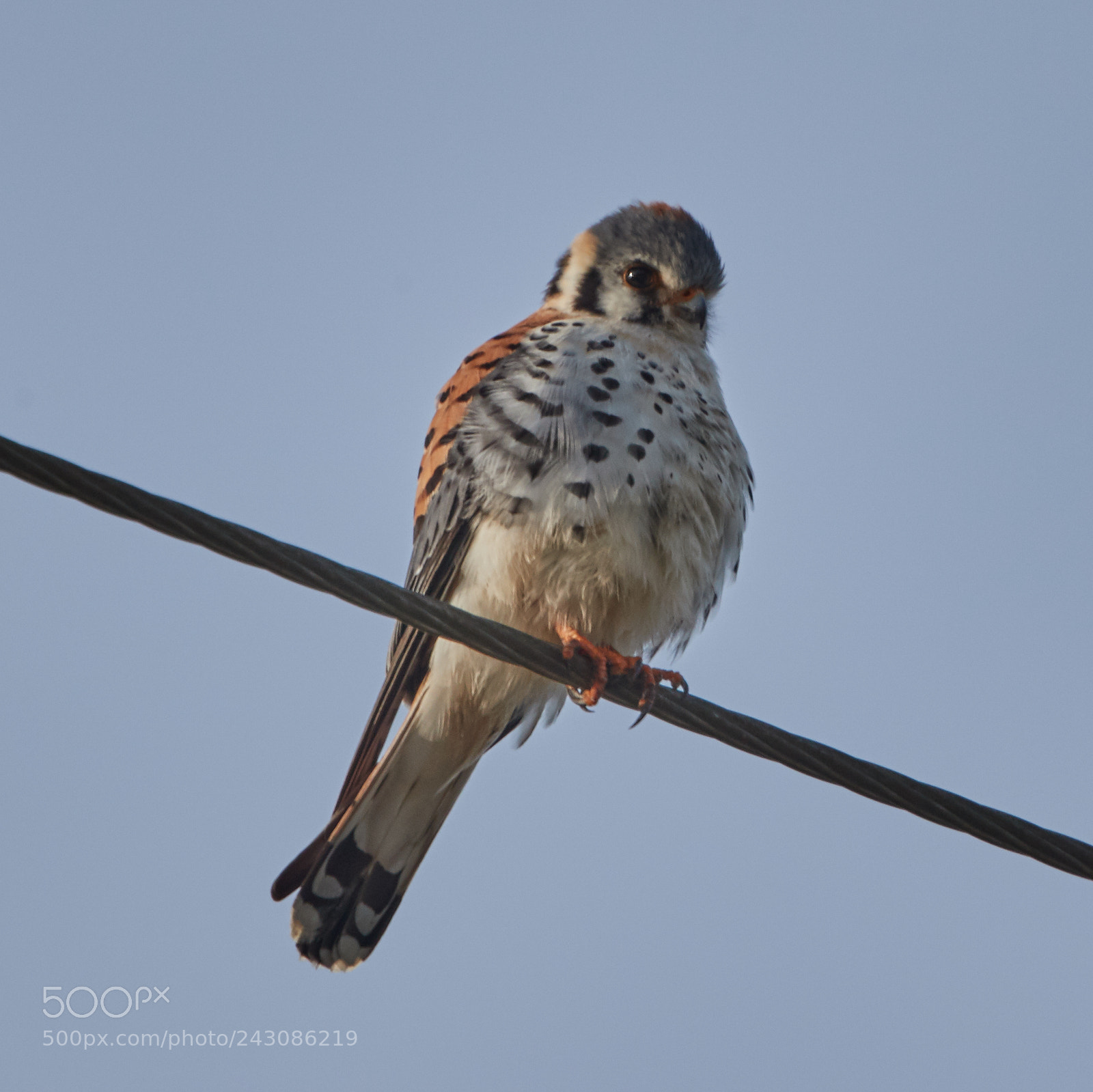 Canon EOS-1D X Mark II sample photo. 01-19-18-9999_184.jpg photography