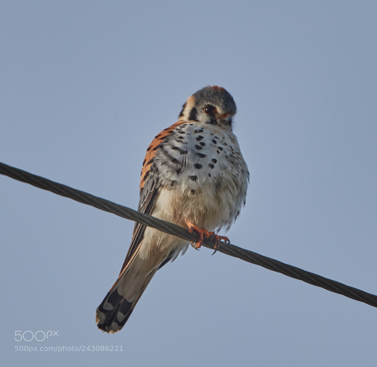 Canon EOS-1D X Mark II sample photo. 01-19-18-9999_183.jpg photography