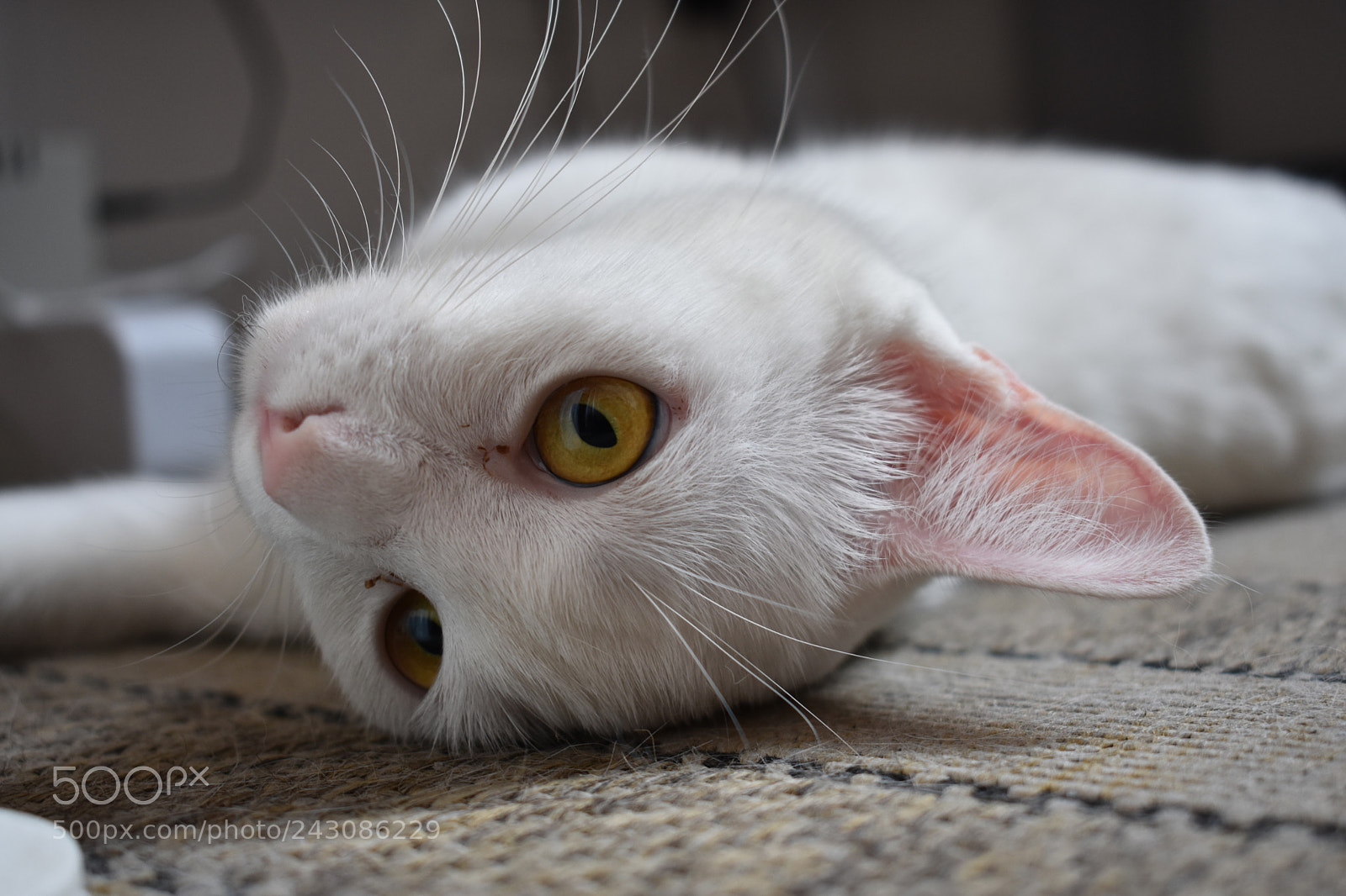 Nikon D3400 sample photo. Untitled photography
