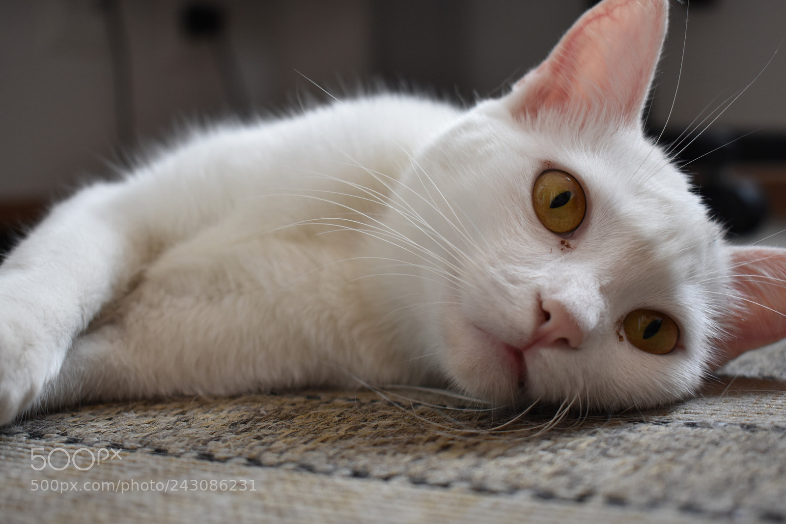 Nikon D3400 sample photo. Untitled photography