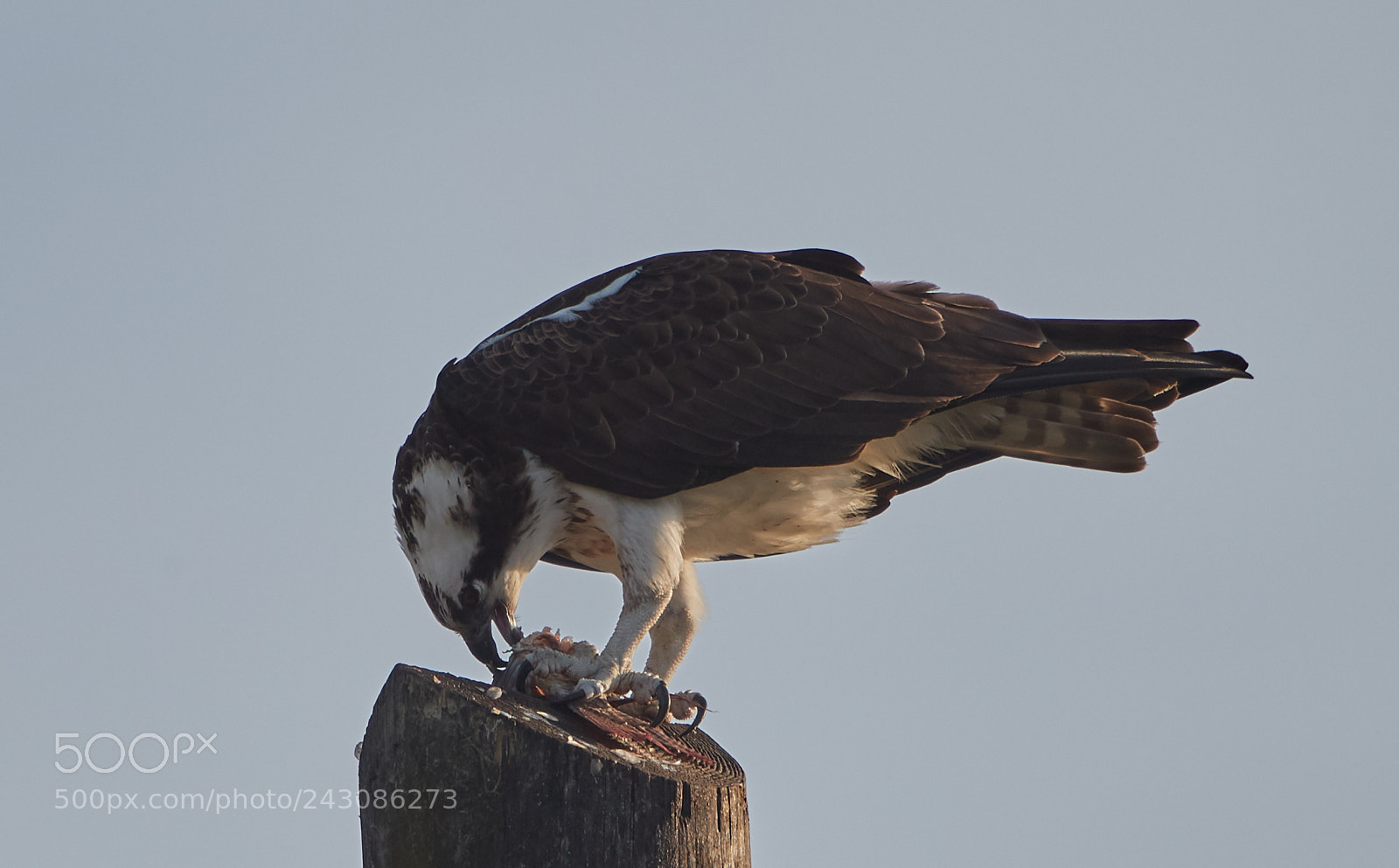 Canon EOS-1D X Mark II sample photo. 01-19-18-9999_254.jpg photography