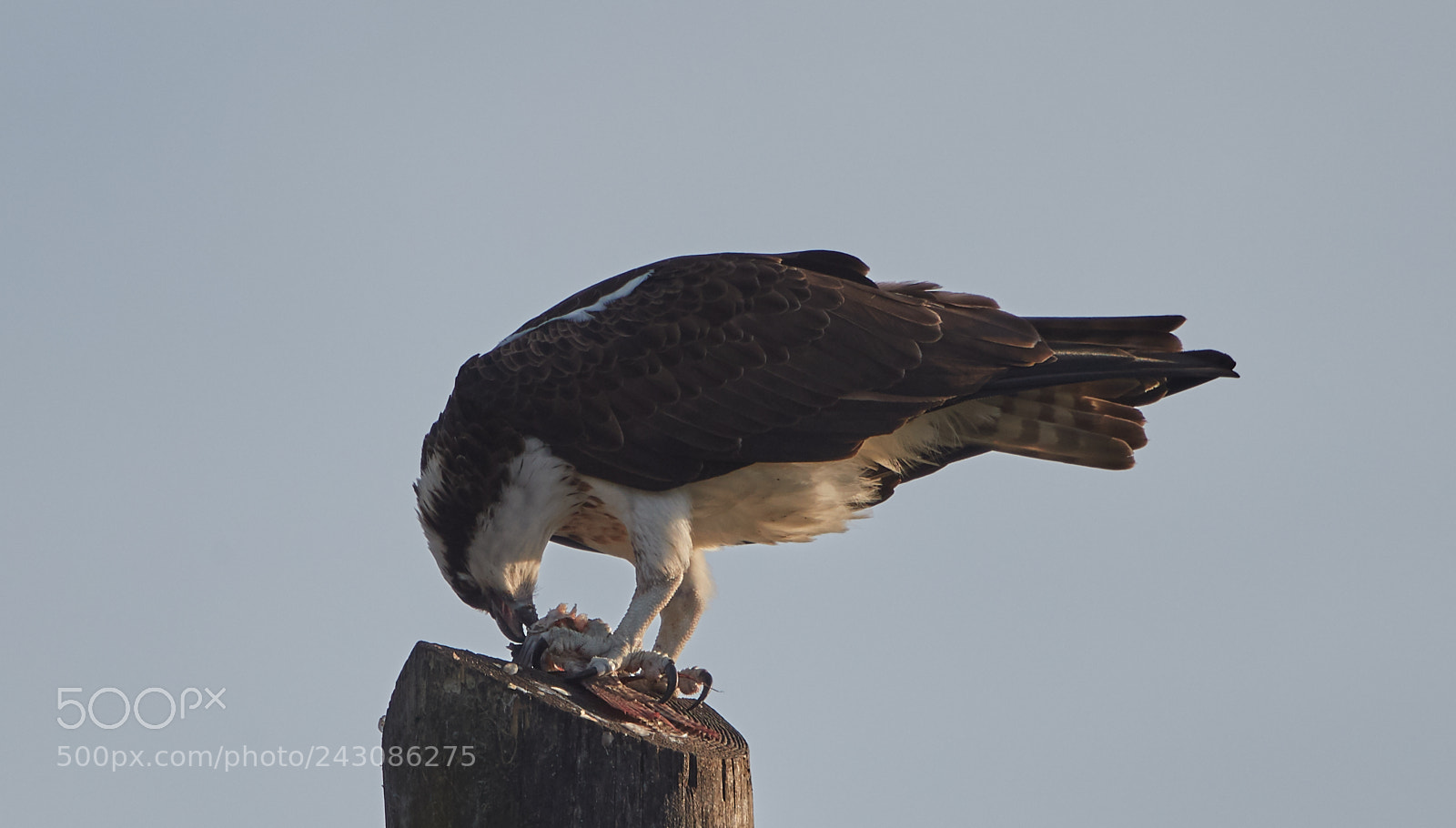Canon EOS-1D X Mark II sample photo. 01-19-18-9999_255.jpg photography