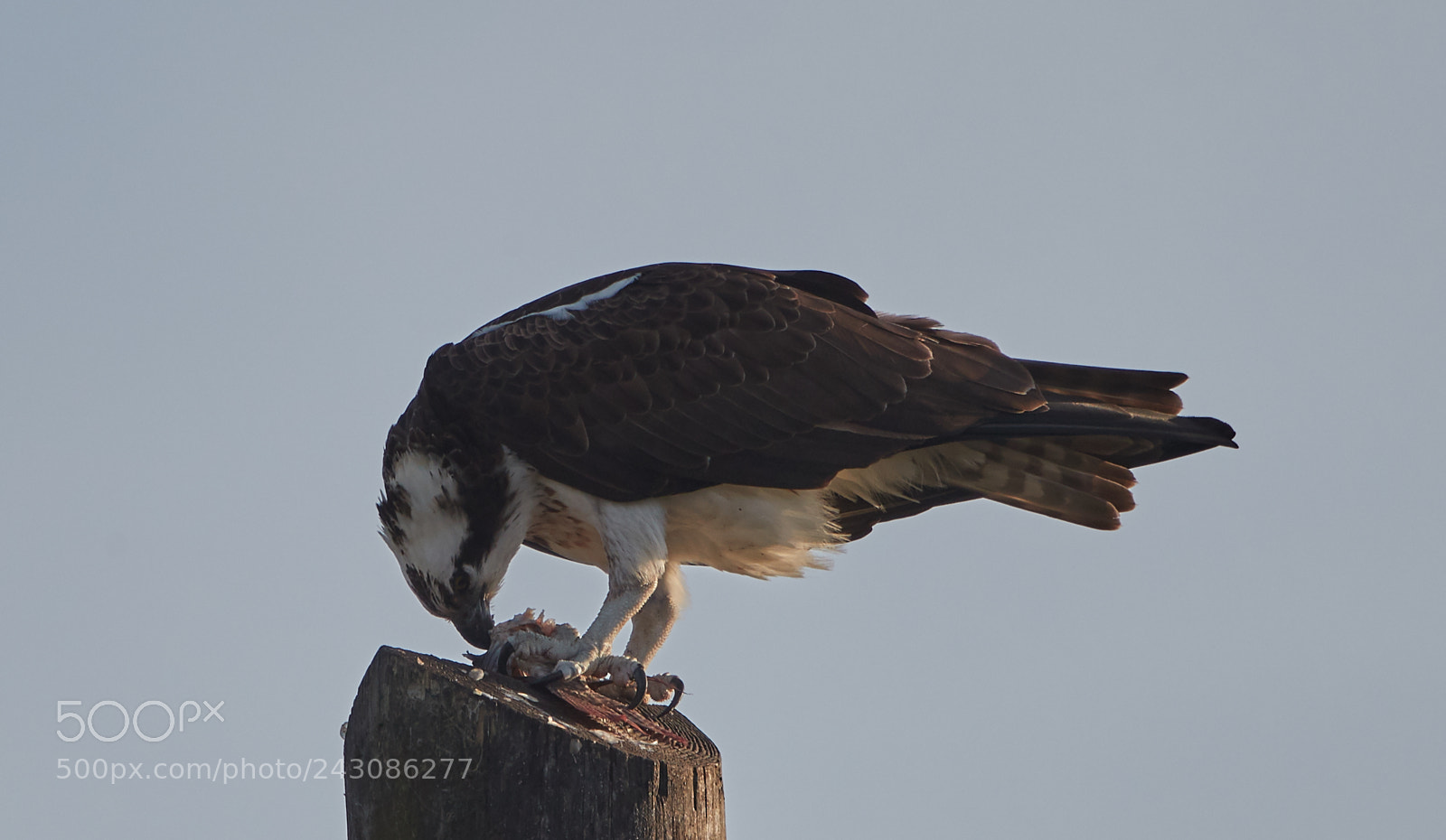 Canon EOS-1D X Mark II sample photo. 01-19-18-9999_256.jpg photography