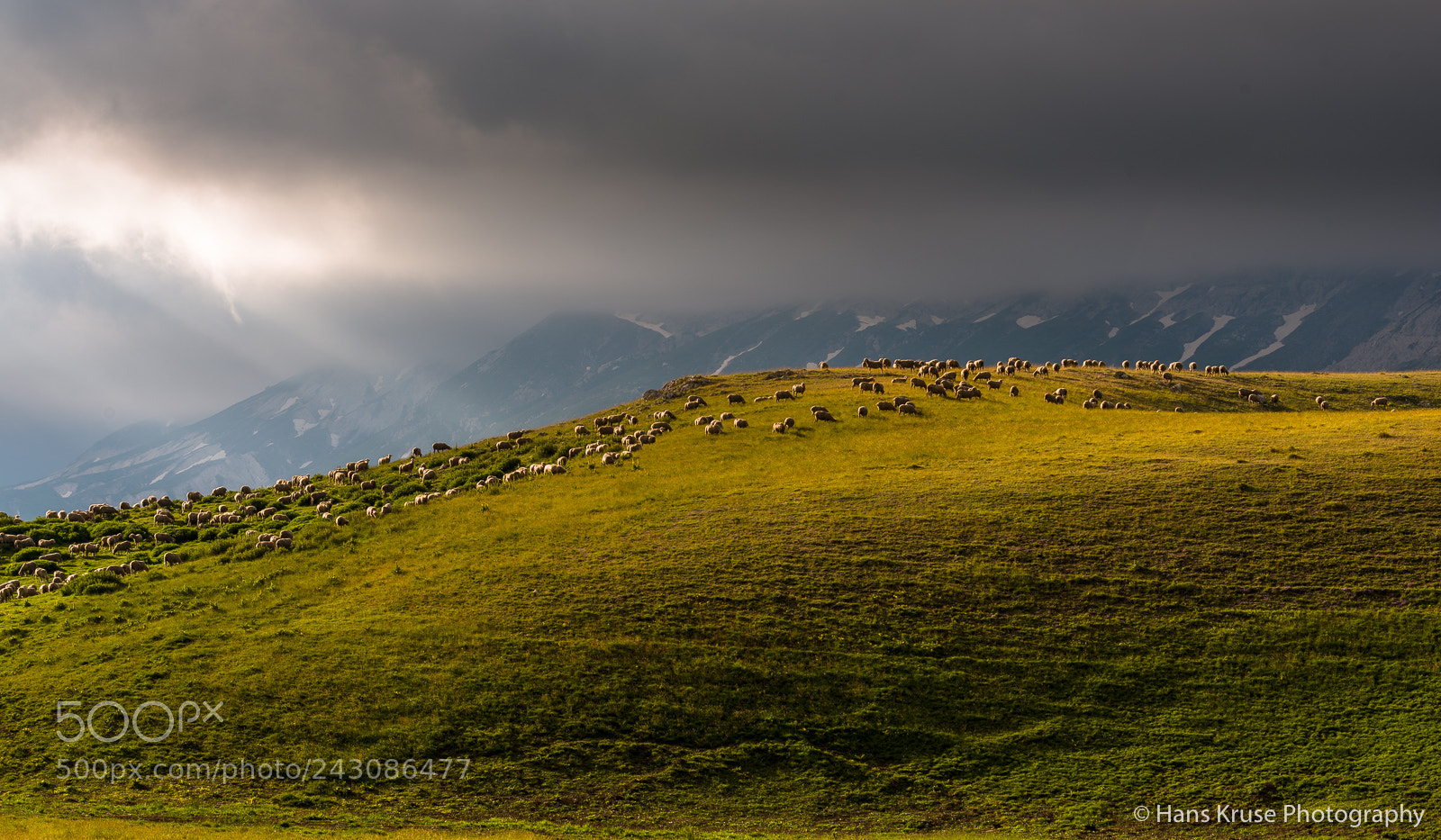 Nikon D810 sample photo. Sheep in the hills photography