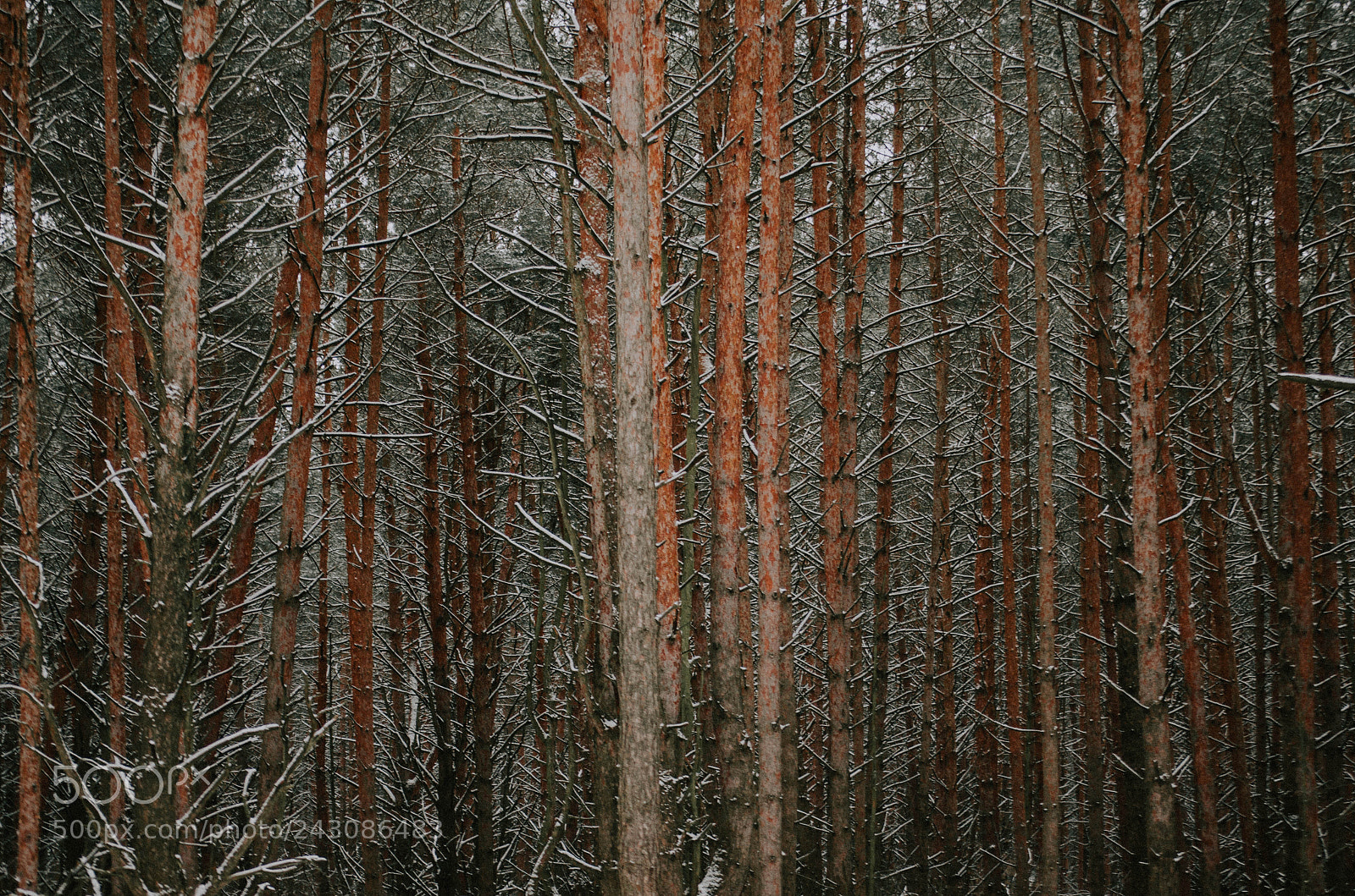 Nikon D5100 sample photo. Pine grove photography