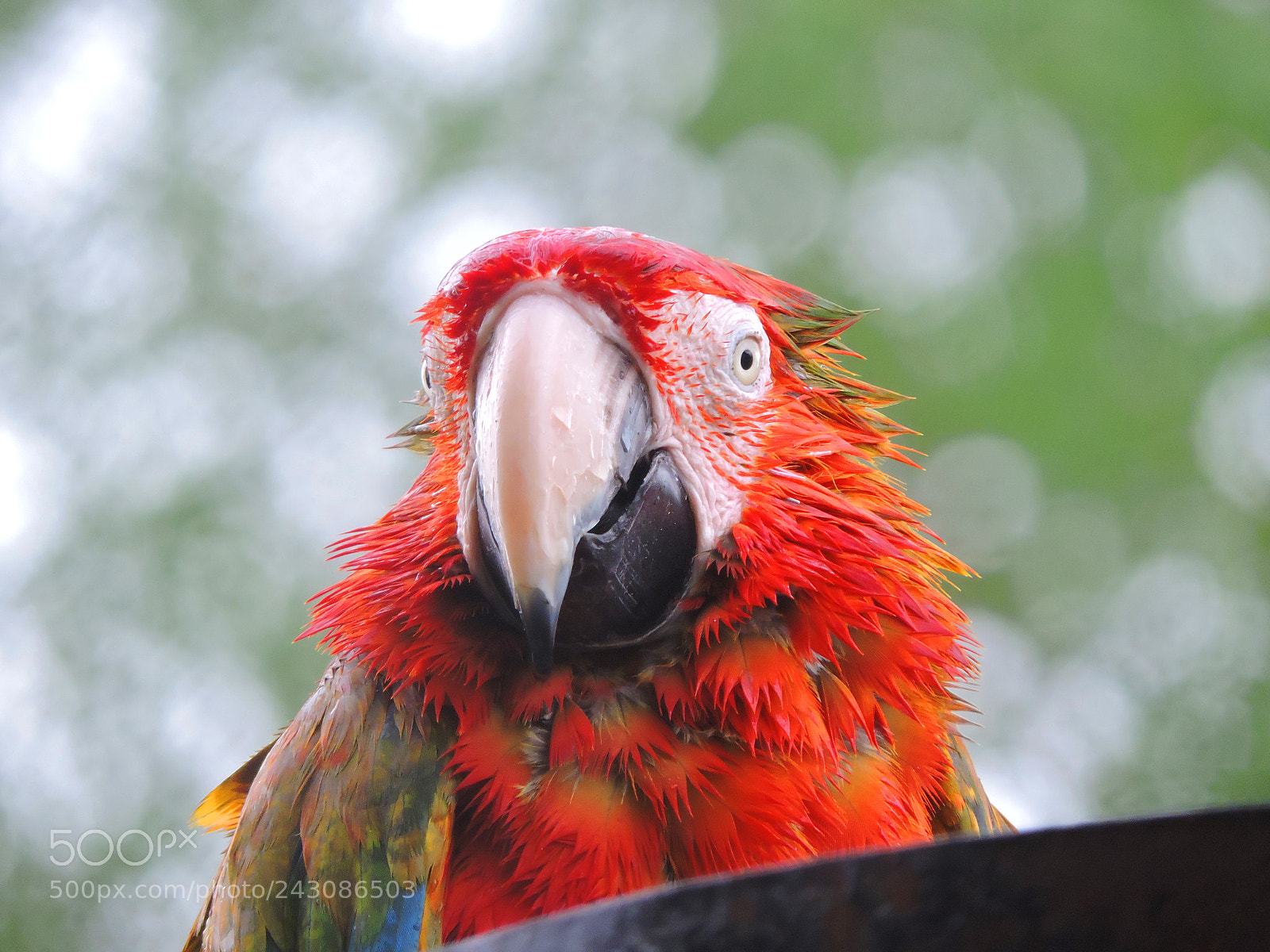 Nikon Coolpix P530 sample photo. Colourful parrot photography