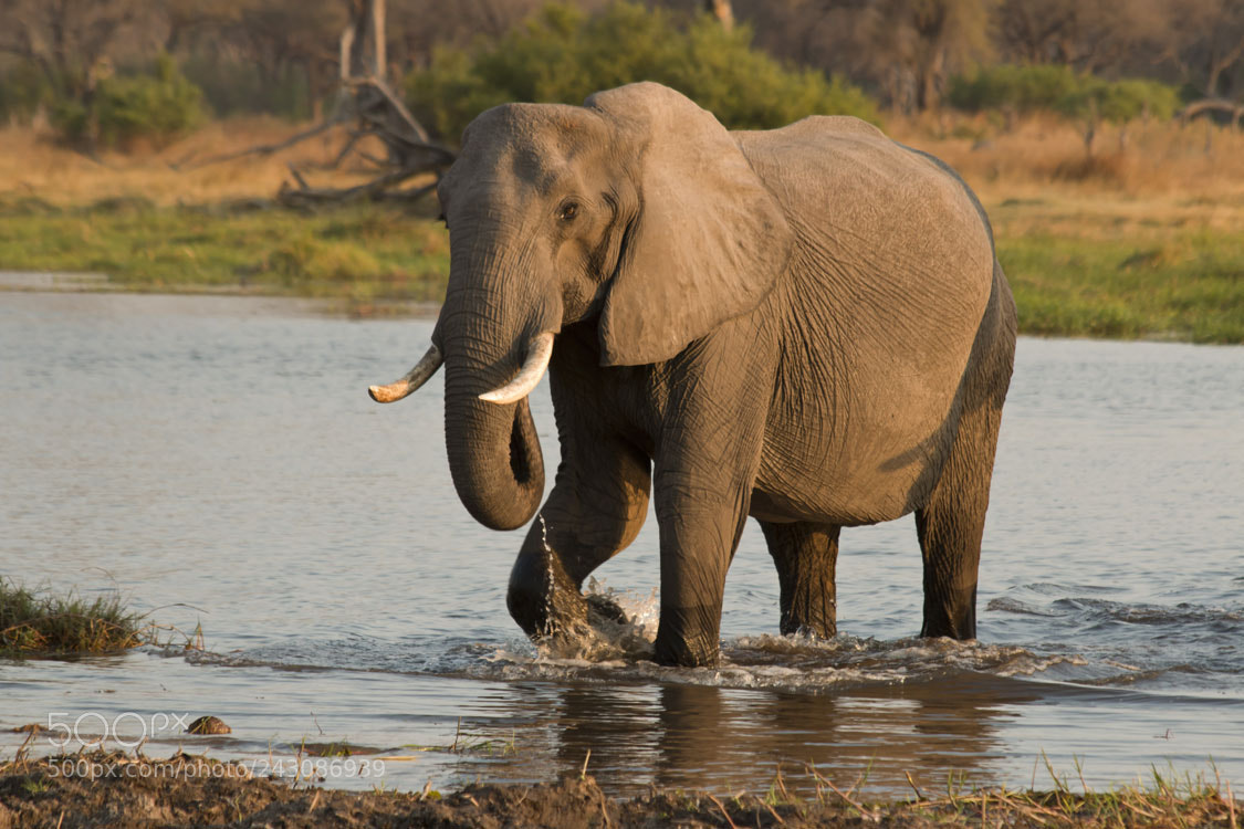 Canon EOS 70D sample photo. Elephant in khwai river photography