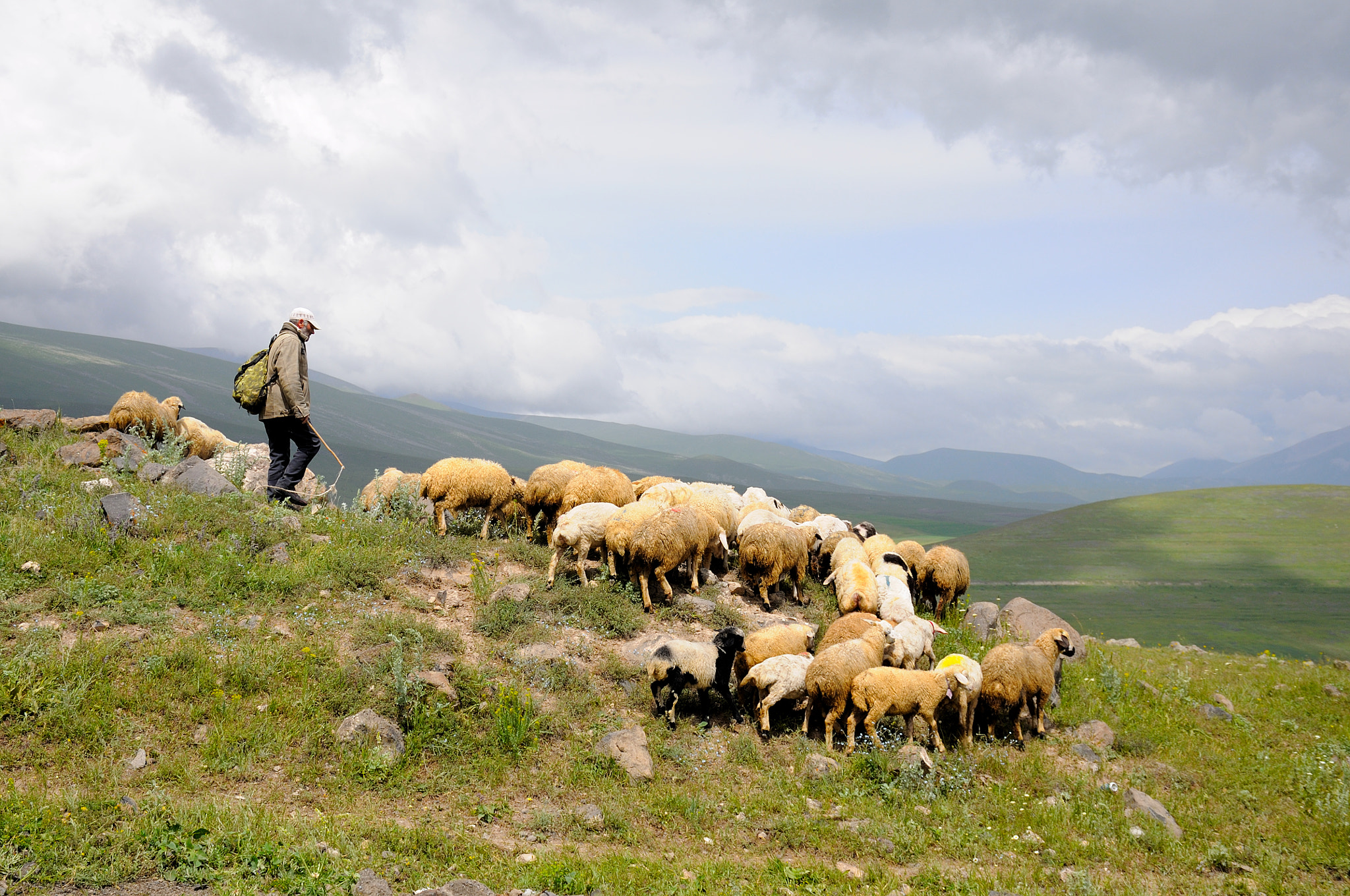 Nikon D90 sample photo. Lonely shepherd photography