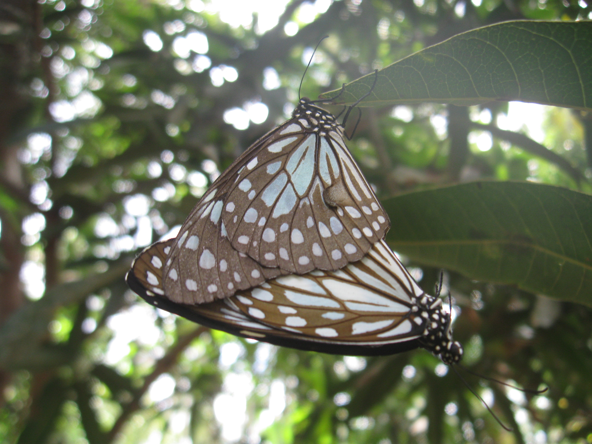 Canon PowerShot A580 sample photo. Butterflies together 😊 photography