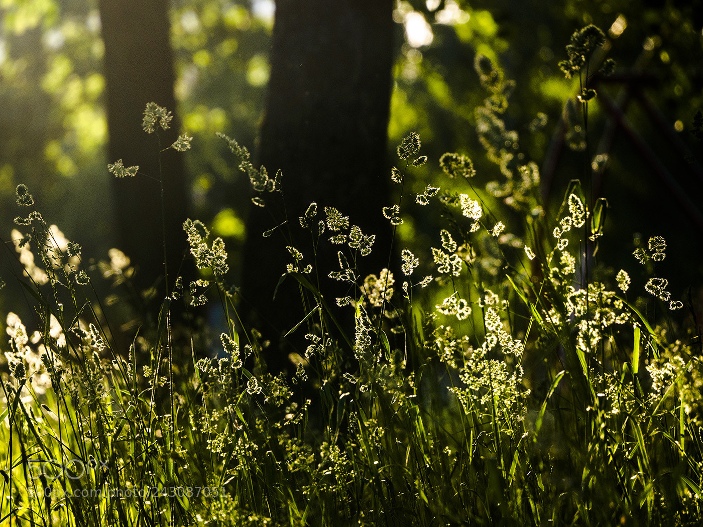 Olympus OM-D E-M10 sample photo. The ghosts of summer photography