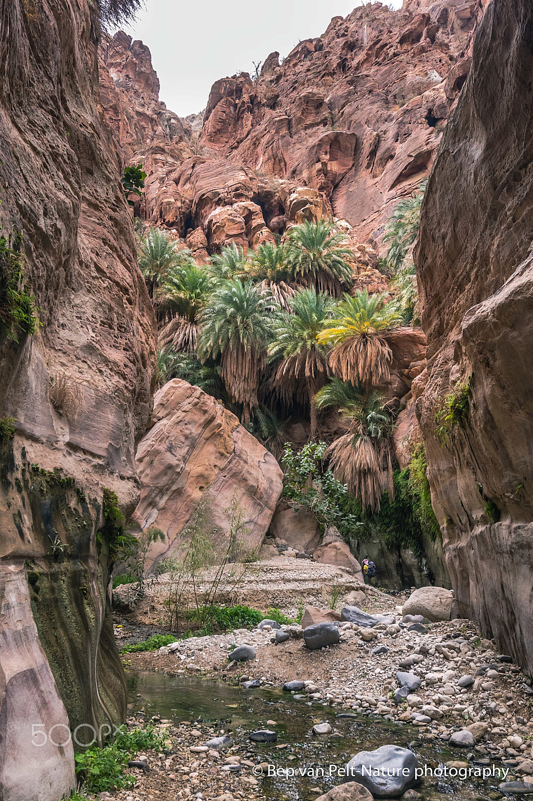 Nikon D500 sample photo. Life bringing water in wadi ghuweir (2) photography