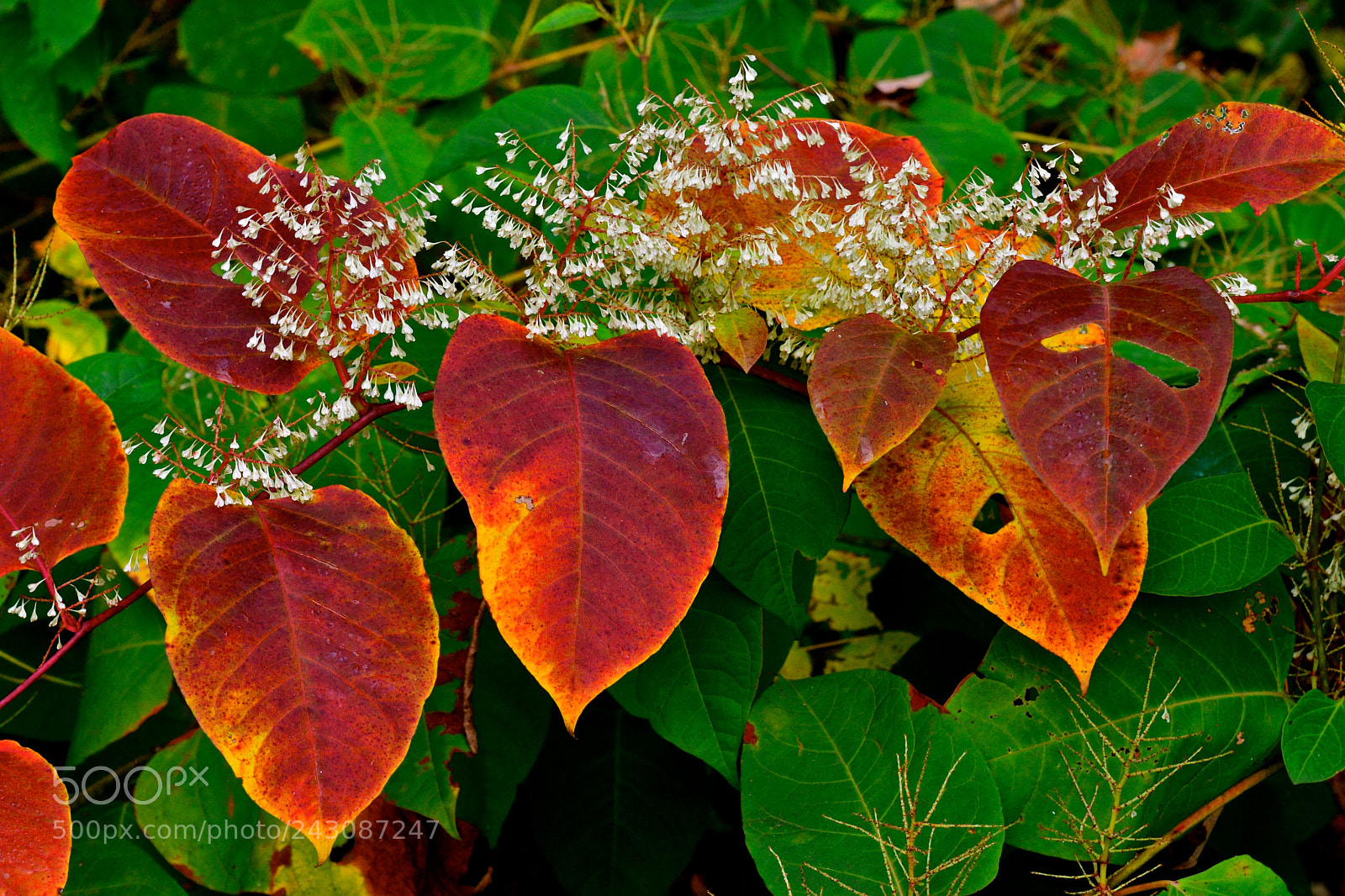 Nikon D600 sample photo. Signs of autumn photography