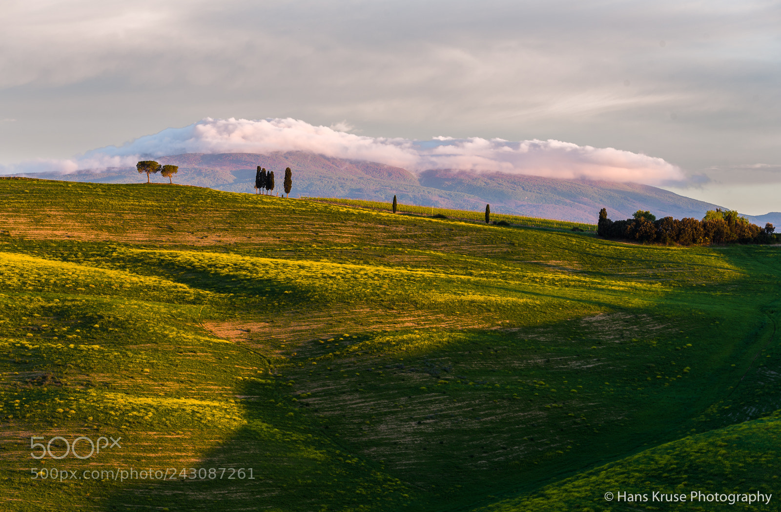 Nikon D810 sample photo. Rolling hills with cypress photography