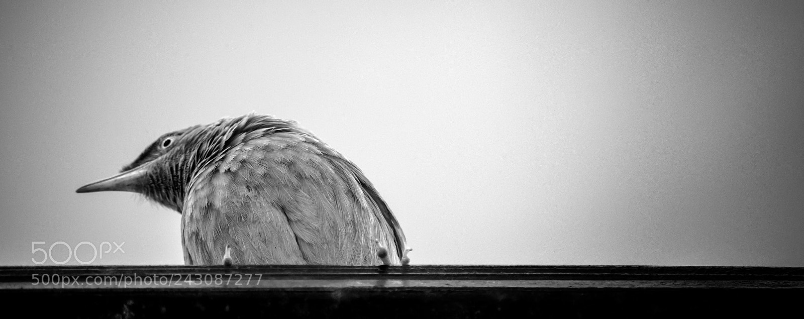 Nikon D3200 sample photo. Bird photography