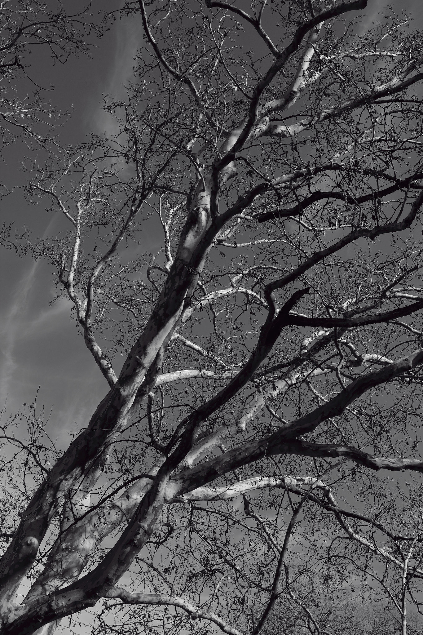Canon EF-S 24mm F2.8 STM sample photo. A fragment of platanus photography