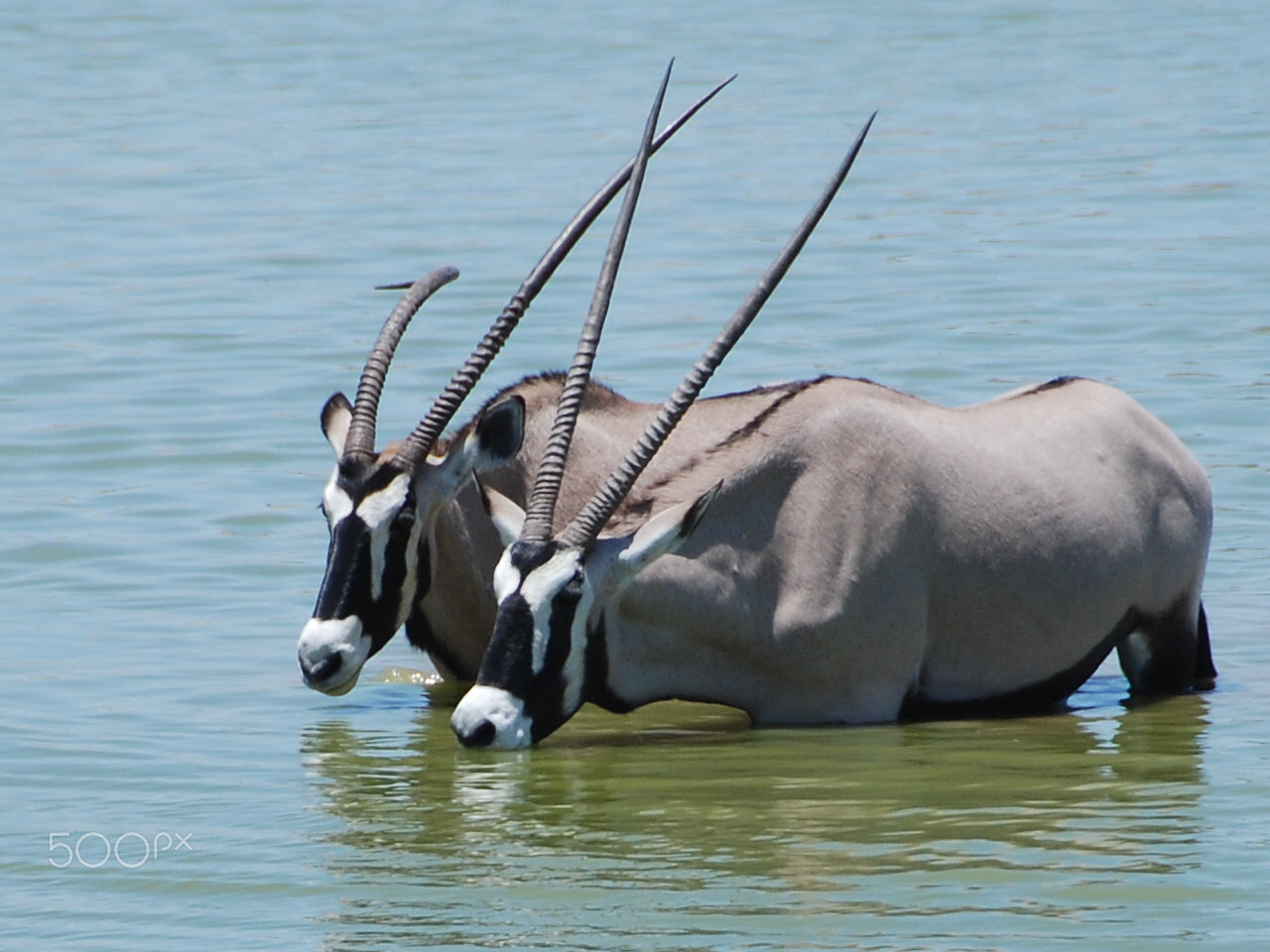 Nikon D80 sample photo. Oryx photography