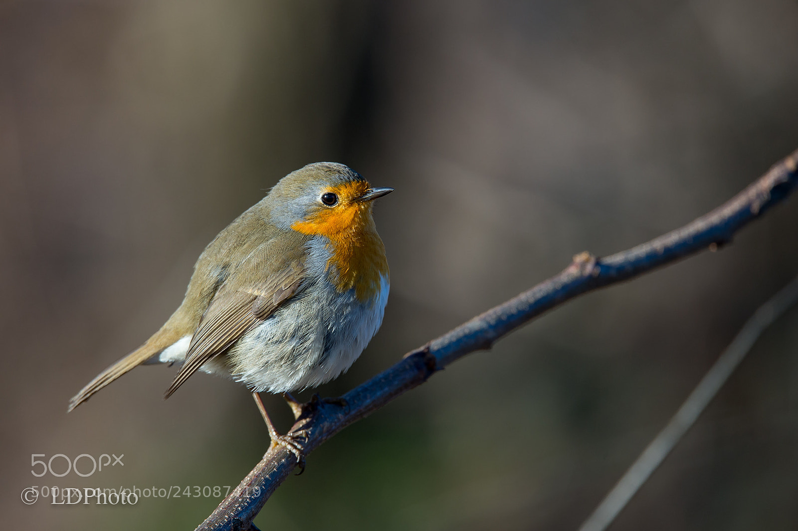 Nikon D4 sample photo. Robin (erithacus rubecula) photography