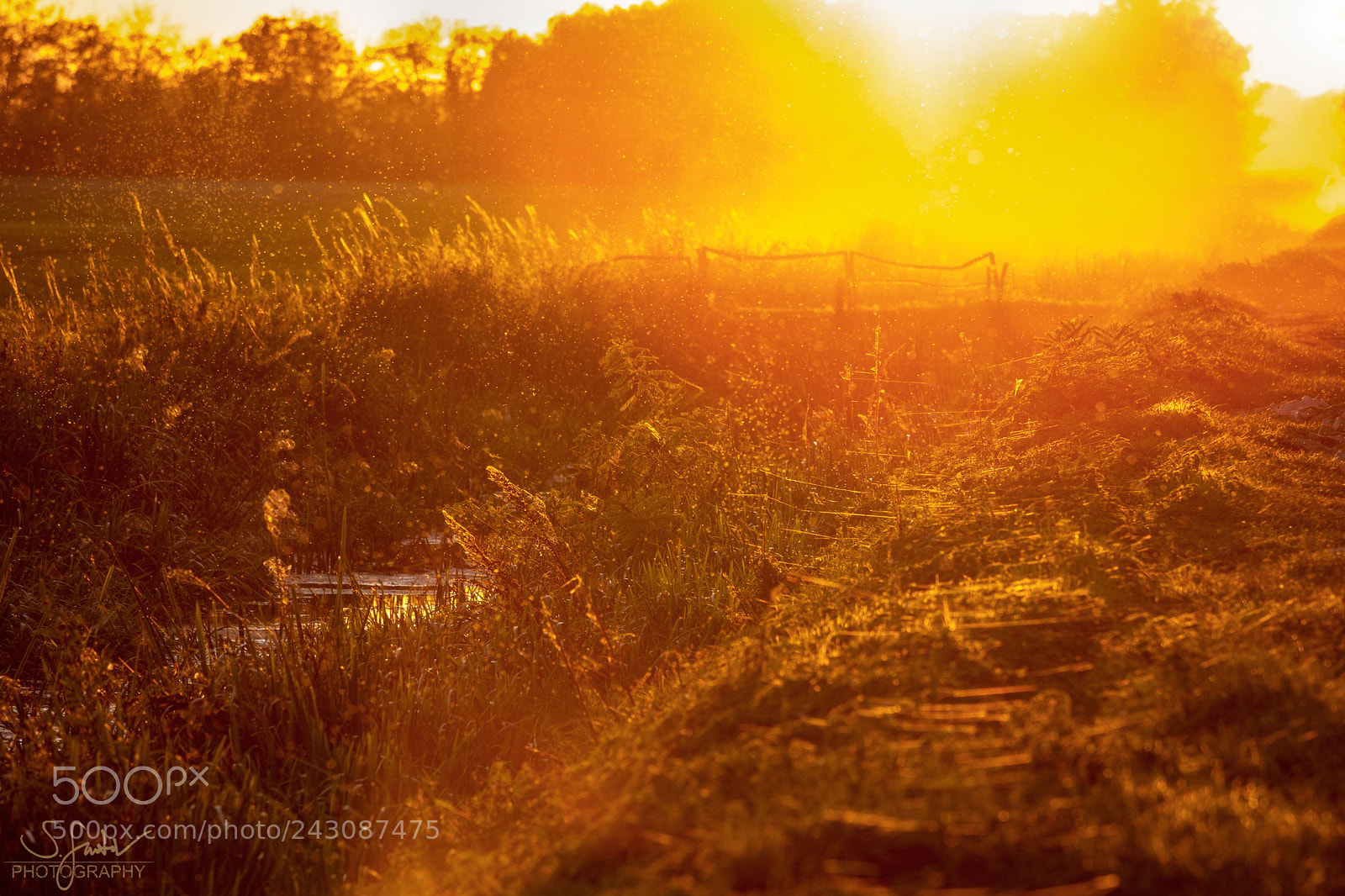 Canon EOS 60D sample photo. Golden sunset with dust photography