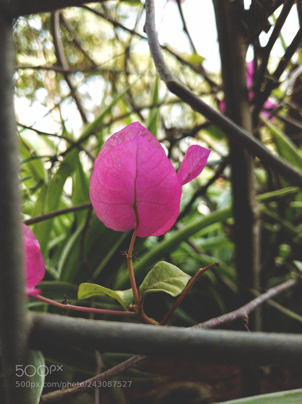 Google Pixel 2 sample photo. Bougainville photography