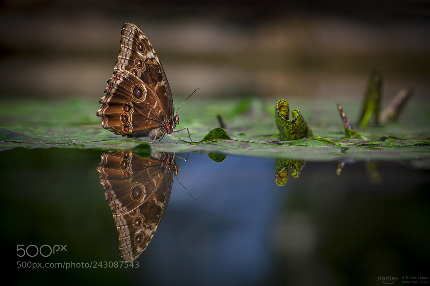 Canon EOS 5D sample photo. Mirror world photography