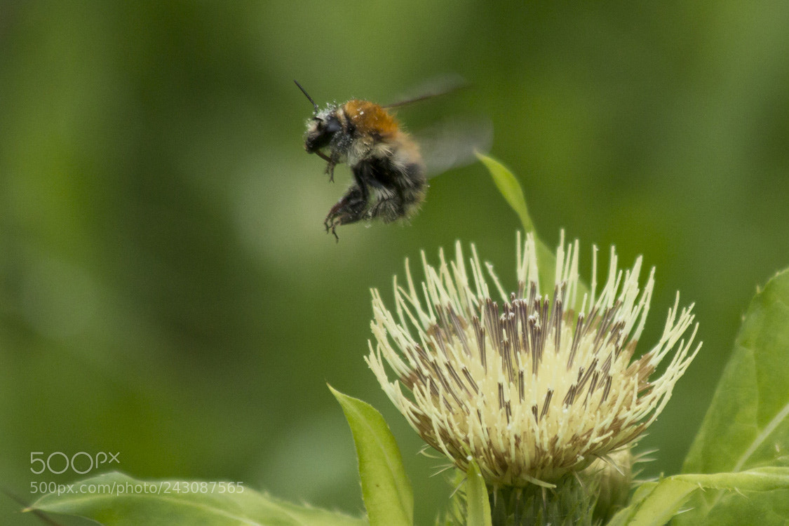 Canon EOS 70D sample photo. Bumblebee after take-off photography