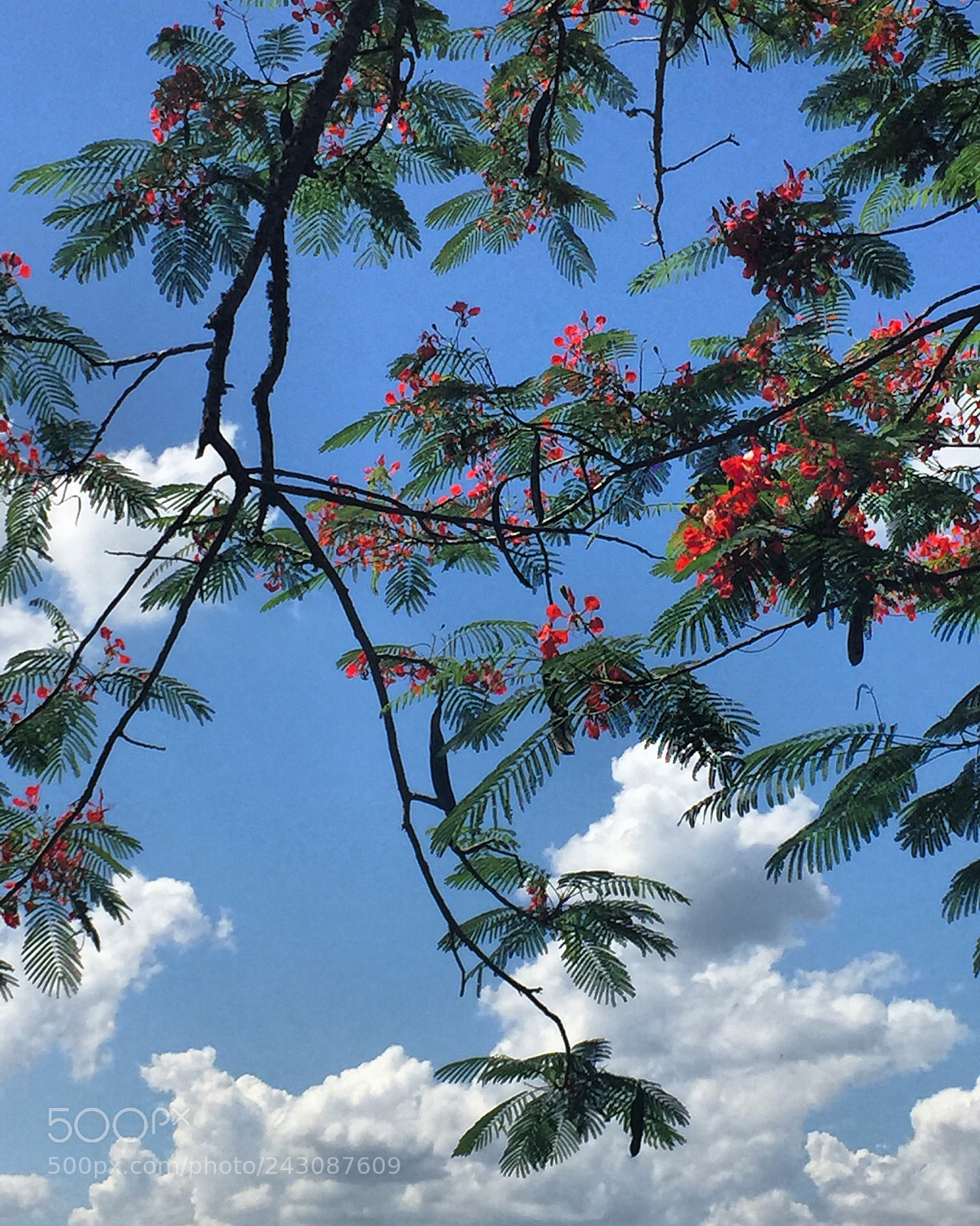 Apple iPhone 6 sample photo. Cellphone photo photography