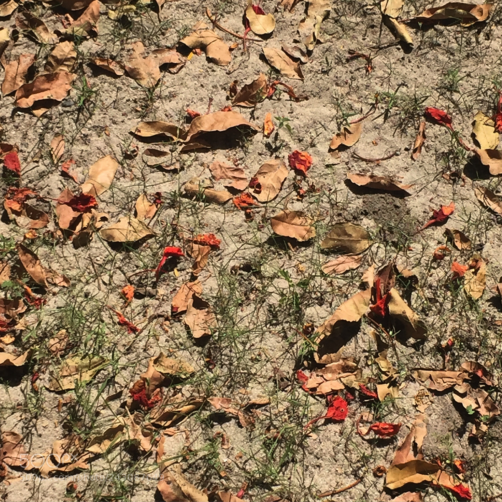 Apple iPhone 6 sample photo. Cellphone pic photography