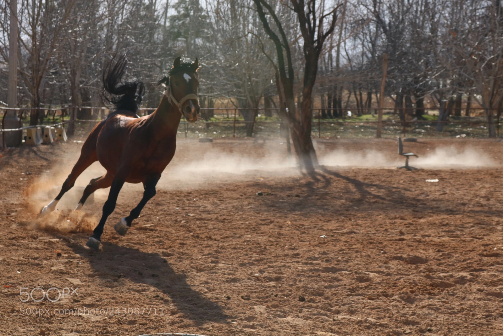 Canon EOS 750D (EOS Rebel T6i / EOS Kiss X8i) sample photo. Running horse photography