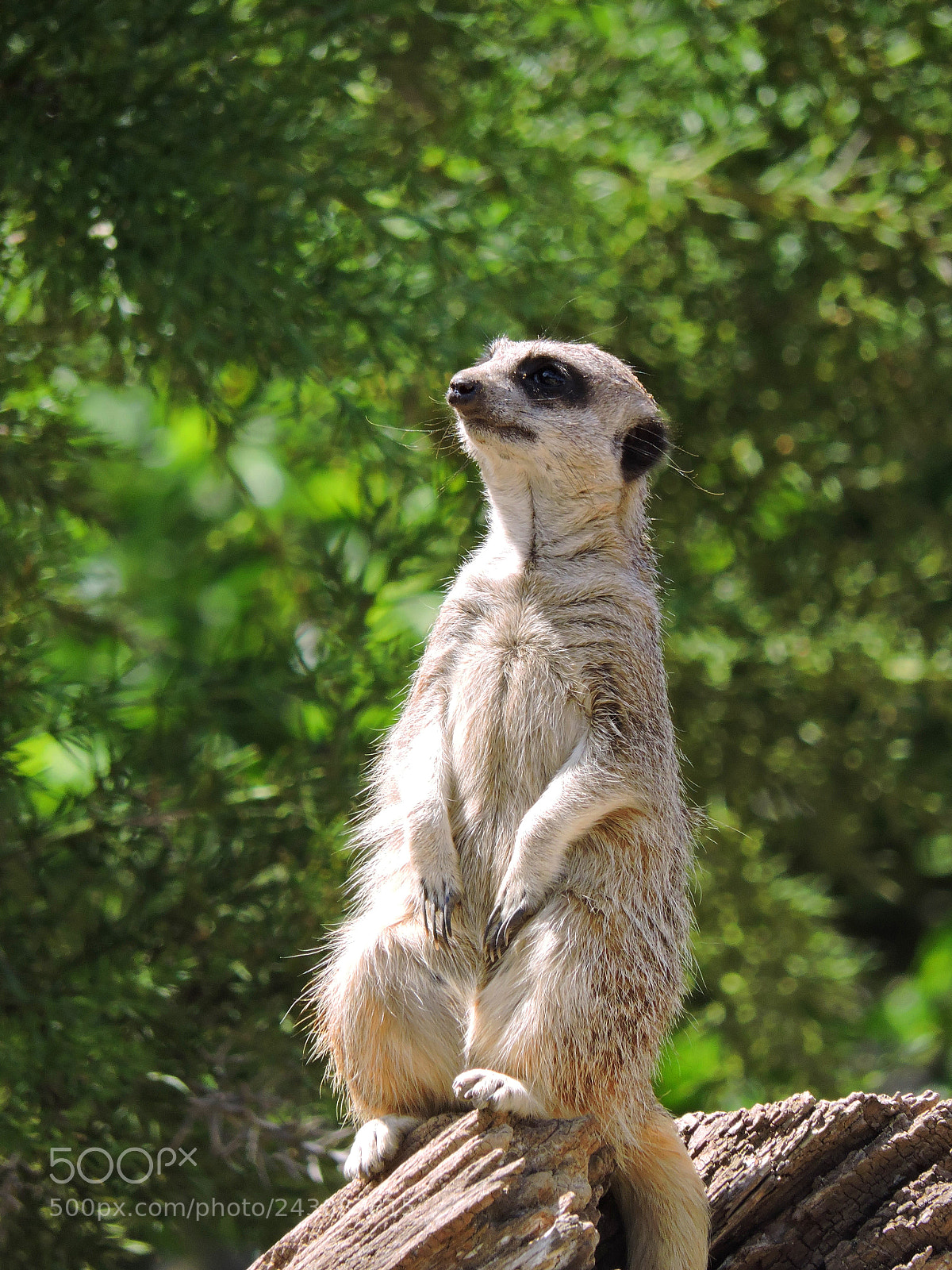Nikon Coolpix P530 sample photo. Overlooking meerkat photography