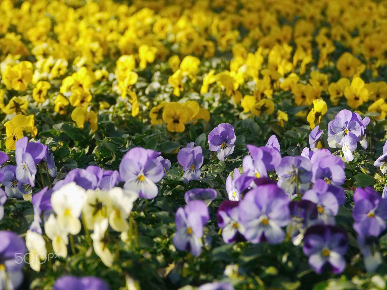 Panasonic Lumix DMC-GH2 sample photo. Lot of yellow purple flowers photography