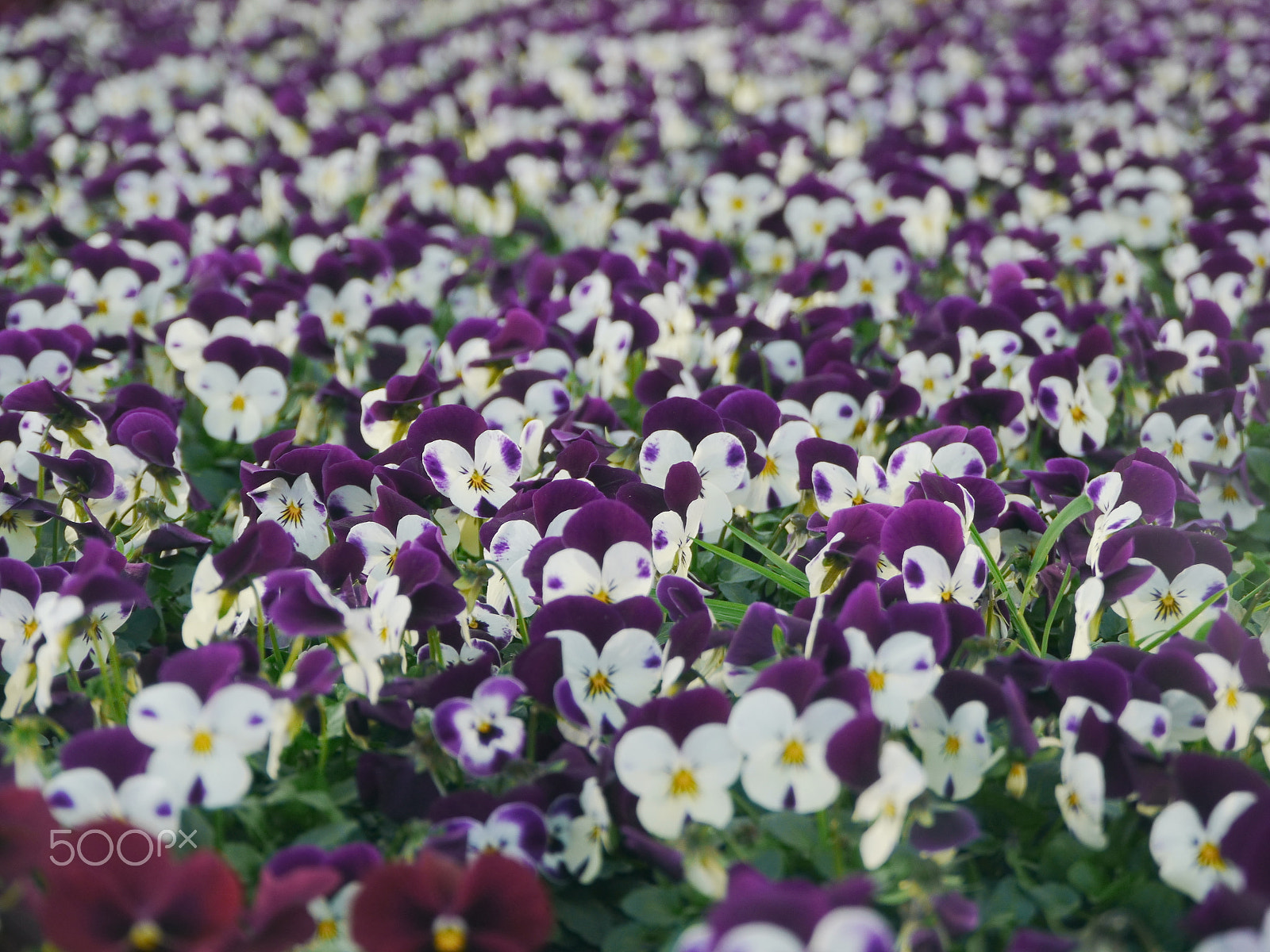 Panasonic Lumix DMC-GH2 sample photo. Lot of yellow purple flowers photography