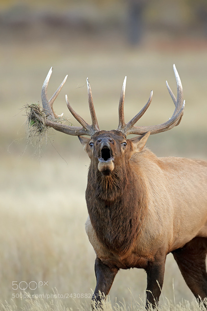 Canon EOS 5DS R sample photo. Bull elk bugling during photography
