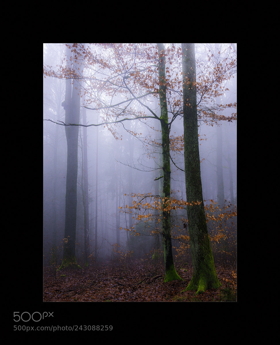 Sony Alpha NEX-6 sample photo. Nebel photography